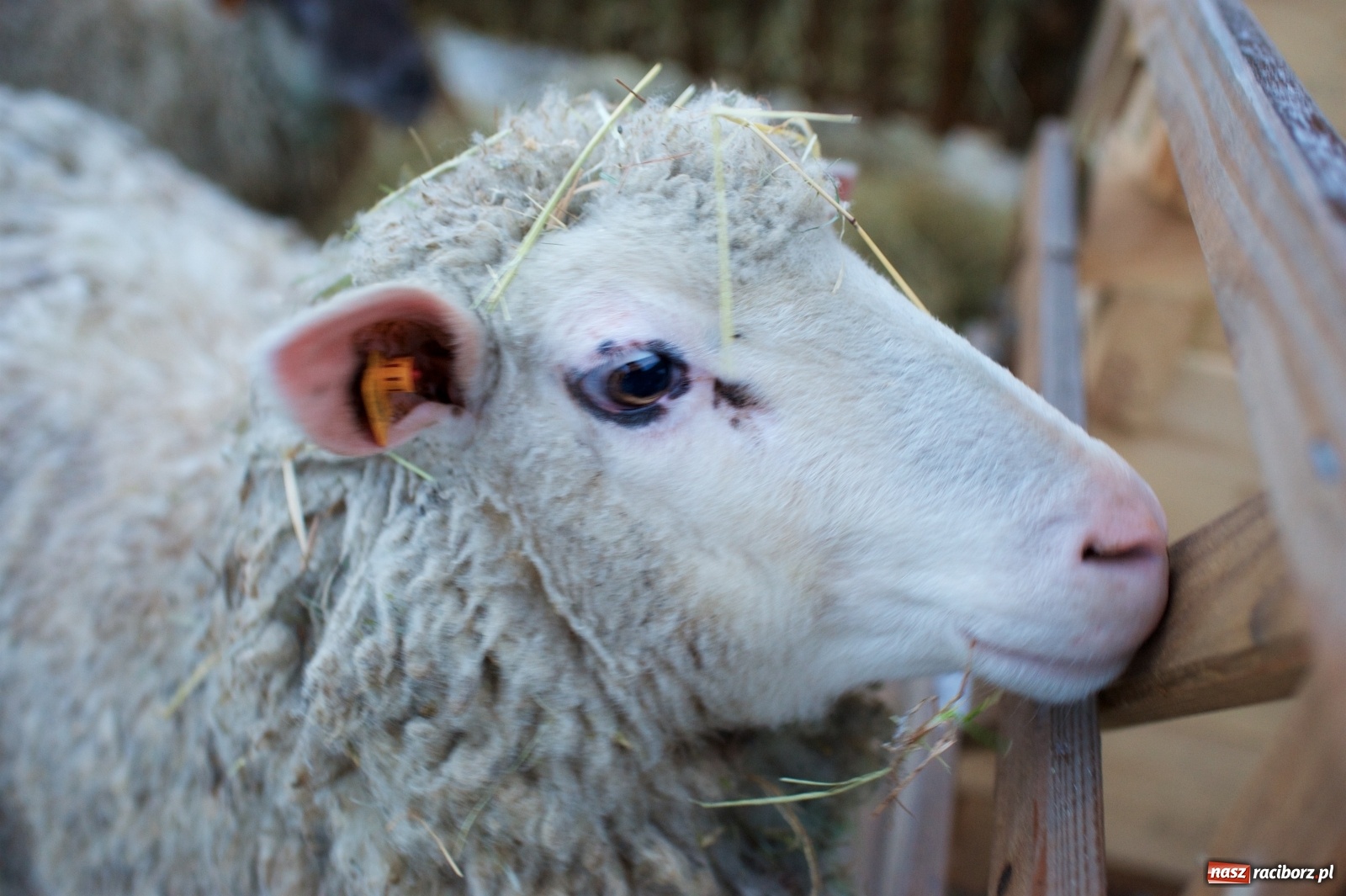 Zdjęcie w galerii na portalu naszraciborz.pl: Wyjątkowa żywa stajenka w Tworkowie [FOTO] wiadomości z regionu