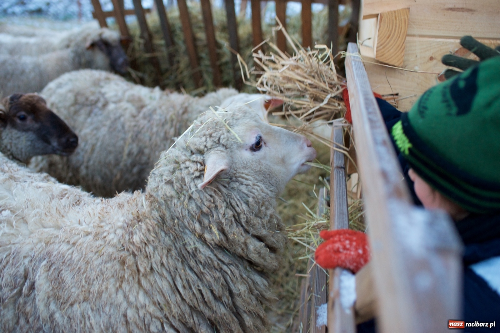 Zdjęcie w galerii na portalu naszraciborz.pl: Wyjątkowa żywa stajenka w Tworkowie [FOTO] wiadomości z regionu