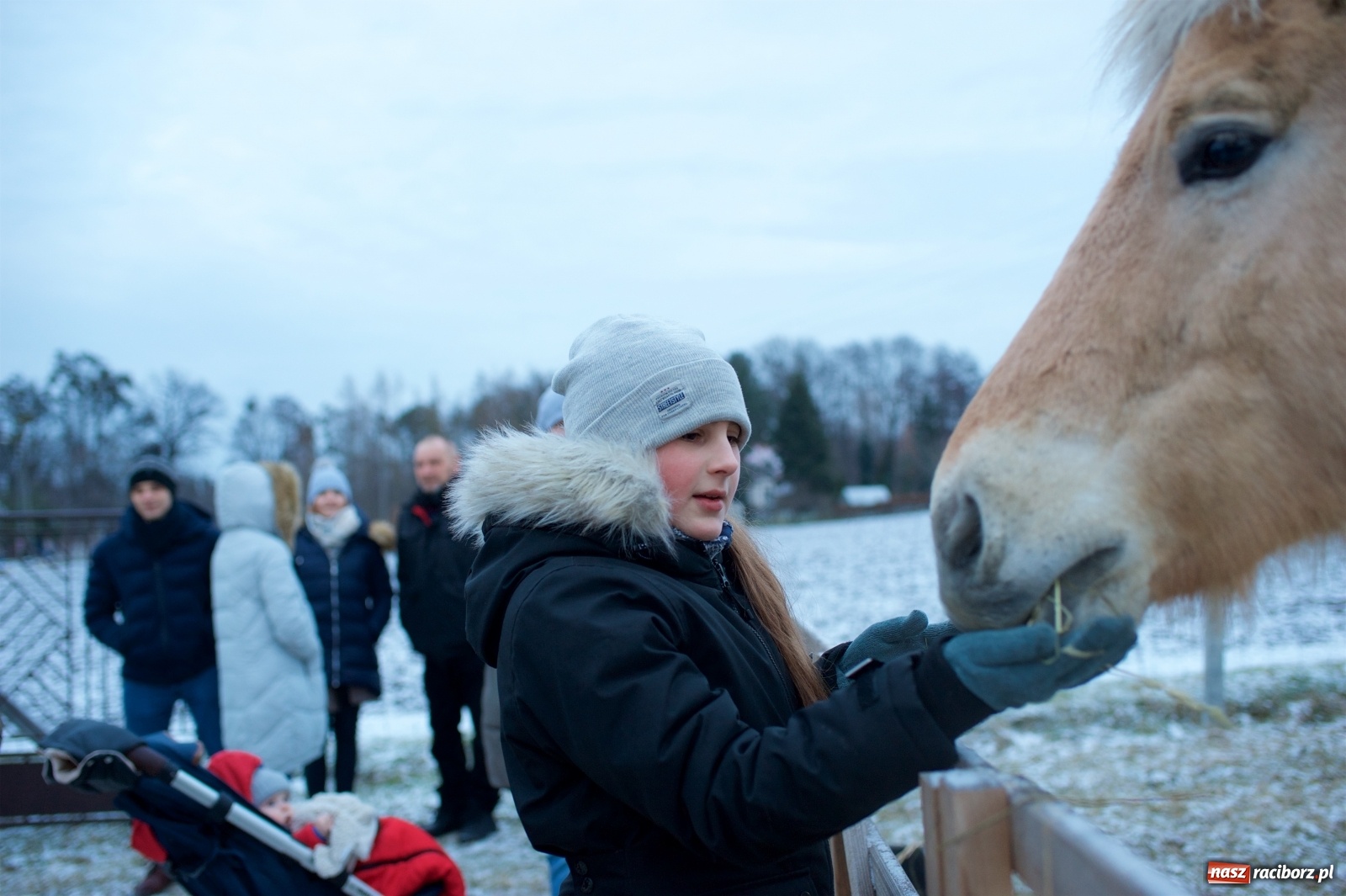 Zdjęcie w galerii na portalu naszraciborz.pl: Wyjątkowa żywa stajenka w Tworkowie [FOTO] wiadomości z regionu