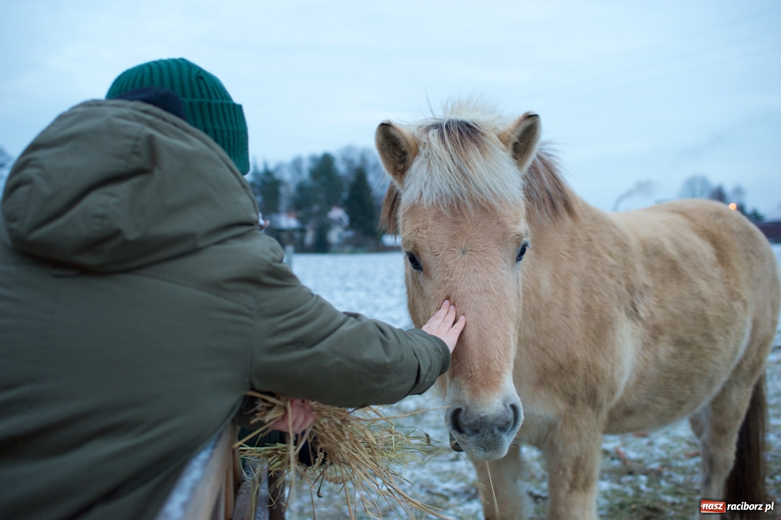 Zdjęcie w galerii na portalu naszraciborz.pl: Wyjątkowa żywa stajenka w Tworkowie [FOTO] wiadomości z regionu