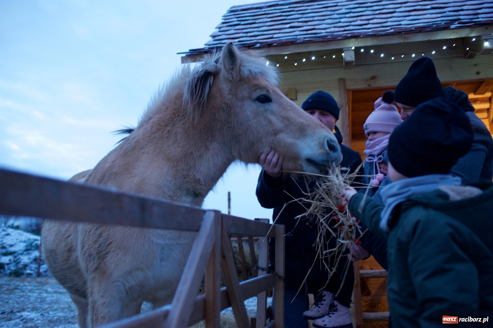 Zdjęcie w galerii na portalu naszraciborz.pl: Wyjątkowa żywa stajenka w Tworkowie [FOTO] wiadomości z regionu