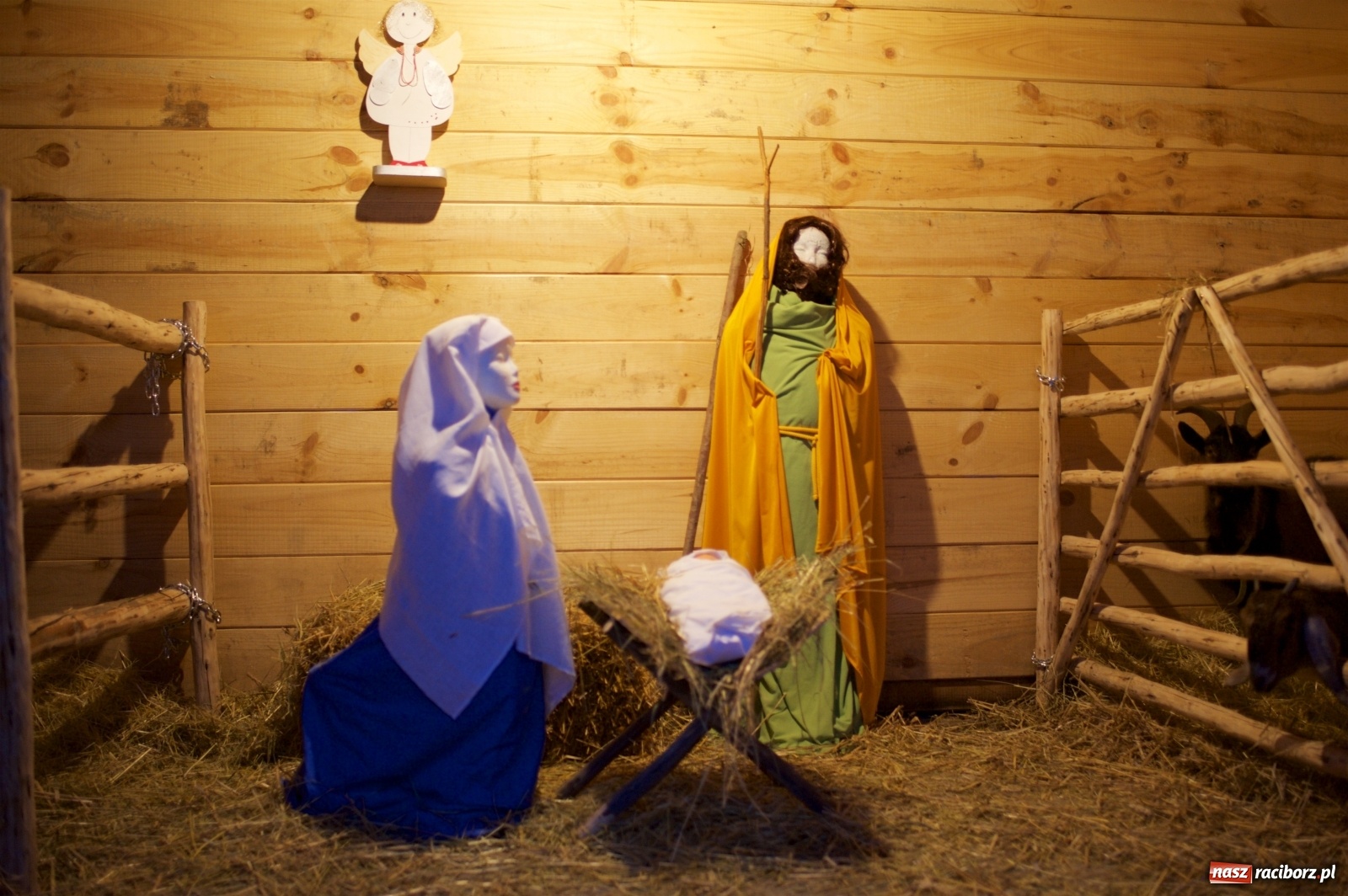 Zdjęcie w galerii na portalu naszraciborz.pl: Wyjątkowa żywa stajenka w Tworkowie [FOTO] wiadomości z regionu