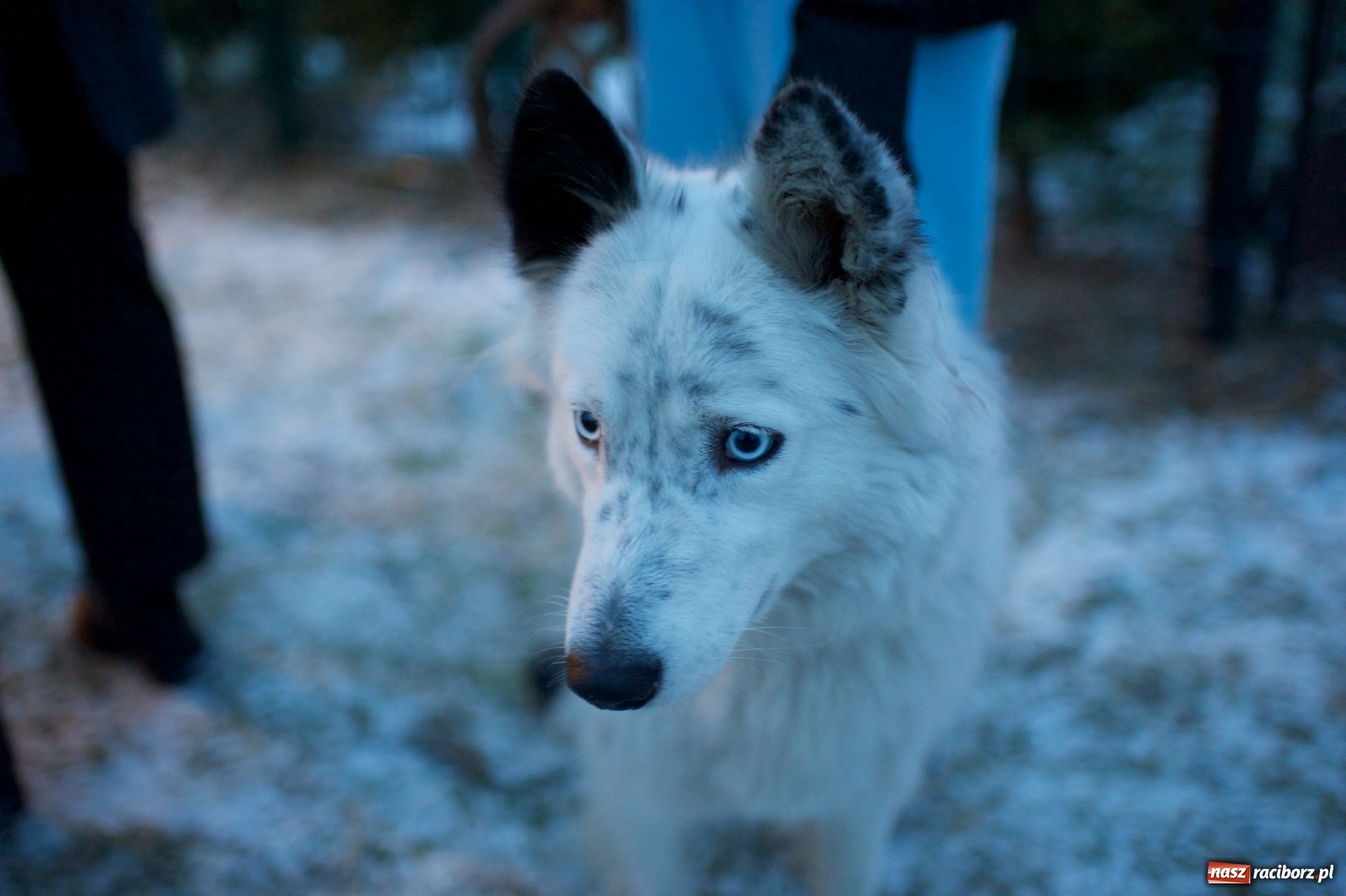 Zdjęcie w galerii na portalu naszraciborz.pl: Wyjątkowa żywa stajenka w Tworkowie [FOTO] wiadomości z regionu