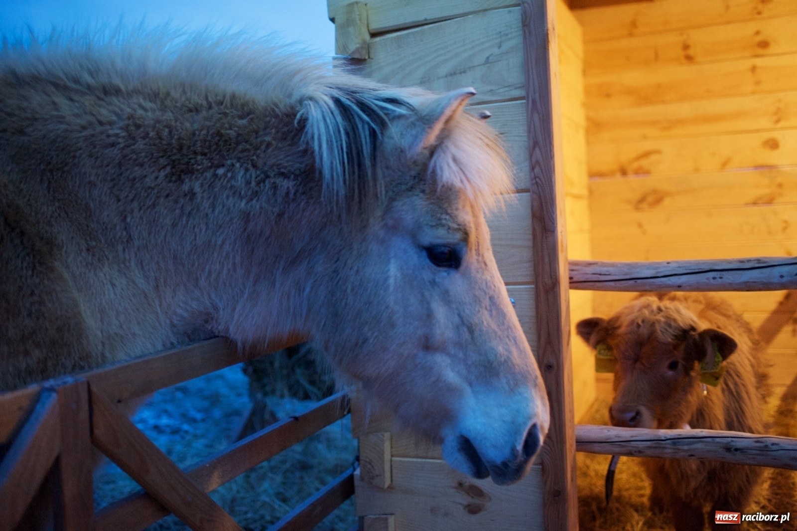 Zdjęcie w galerii na portalu naszraciborz.pl: Wyjątkowa żywa stajenka w Tworkowie [FOTO] wiadomości z regionu