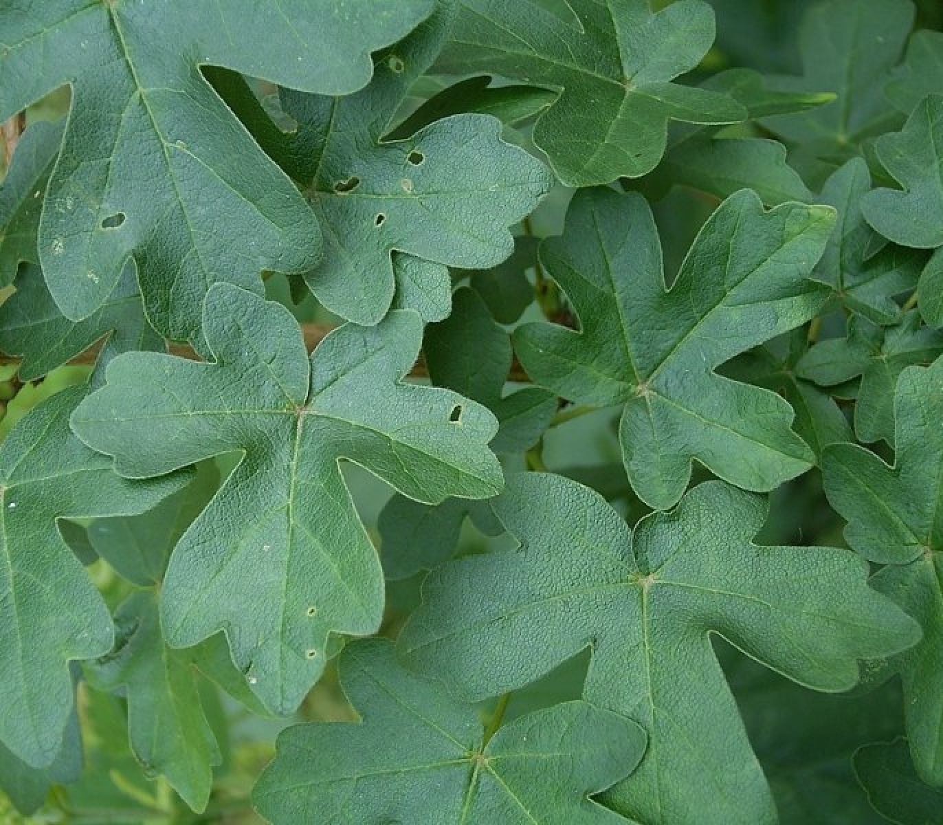 Zdjęcie w galerii na portalu naszraciborz.pl: Masz pomysł na Racibórz? Ruszyła Inicjatywa Lokalna wiadomości z regionu