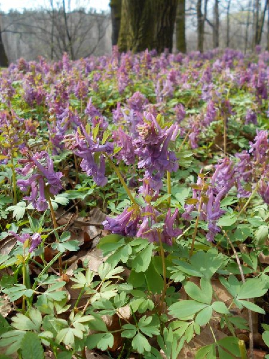 Zdjęcie w galerii na portalu naszraciborz.pl: Masz pomysł na Racibórz? Ruszyła Inicjatywa Lokalna wiadomości z regionu