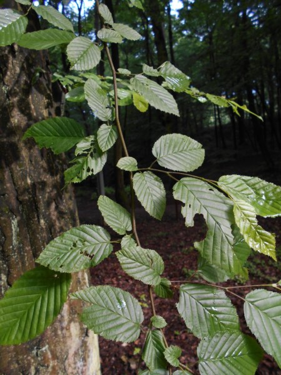 Zdjęcie w galerii na portalu naszraciborz.pl: Masz pomysł na Racibórz? Ruszyła Inicjatywa Lokalna wiadomości z regionu