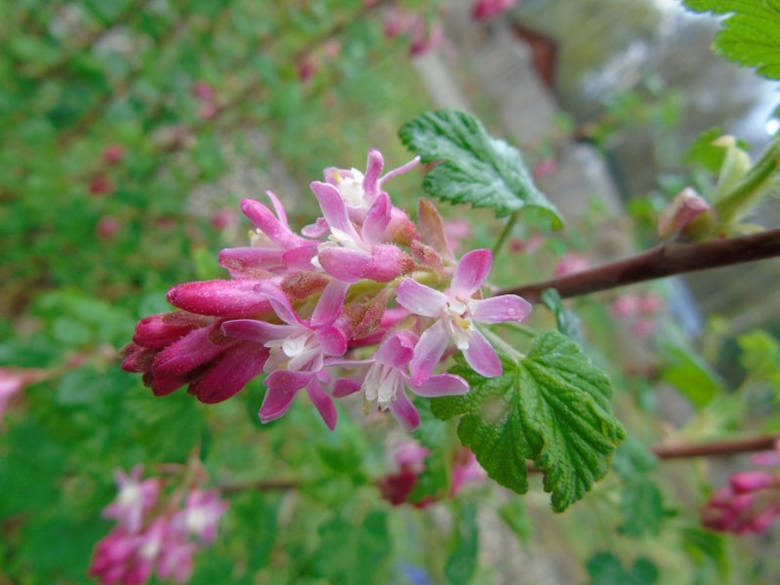 Zdjęcie w galerii na portalu naszraciborz.pl: Masz pomysł na Racibórz? Ruszyła Inicjatywa Lokalna wiadomości z regionu
