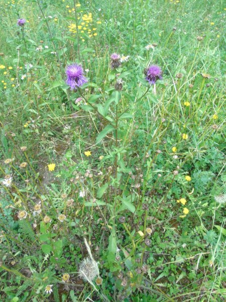 Zdjęcie w galerii na portalu naszraciborz.pl: Masz pomysł na Racibórz? Ruszyła Inicjatywa Lokalna wiadomości z regionu