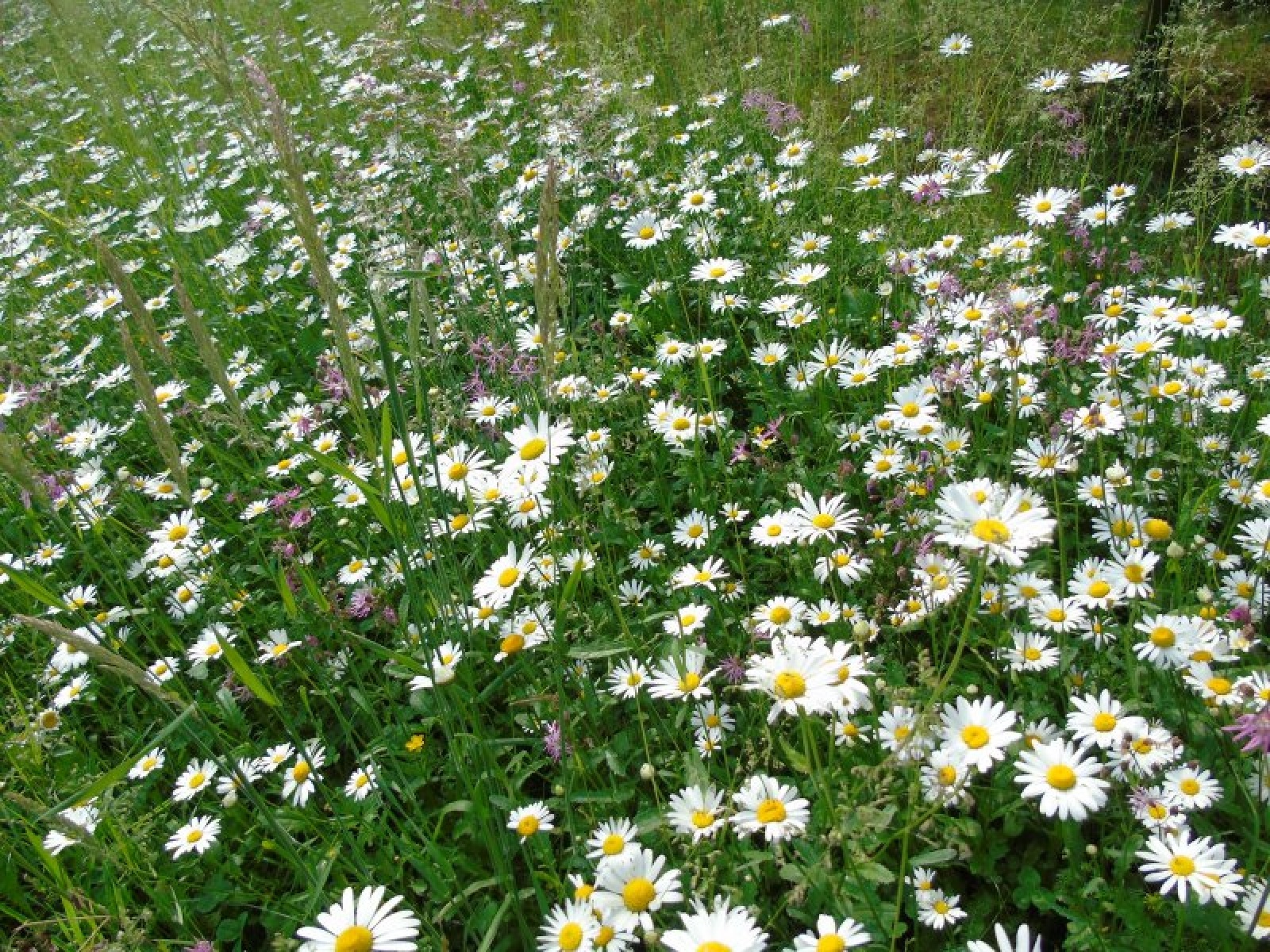 Zdjęcie w galerii na portalu naszraciborz.pl: Masz pomysł na Racibórz? Ruszyła Inicjatywa Lokalna wiadomości z regionu