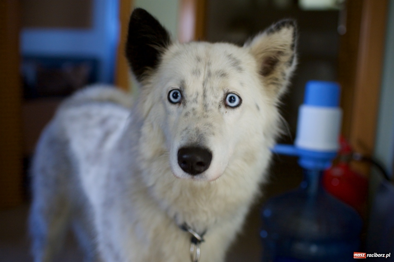 Zdjęcie w galerii na portalu naszraciborz.pl: 30. finał WOŚP w tworkowskim studiu Luiza wiadomości z regionu