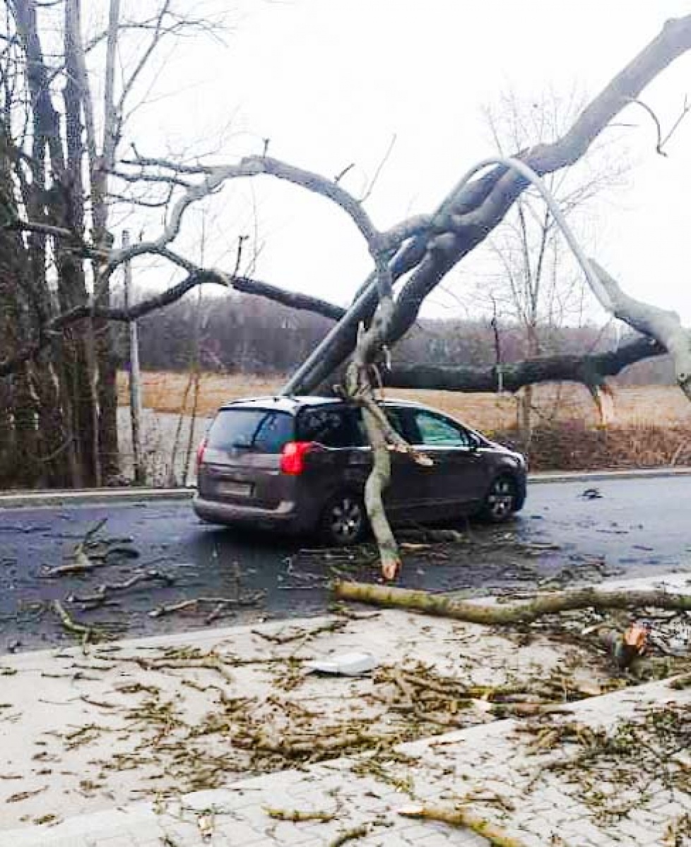 Zdjęcie w galerii na portalu naszraciborz.pl: Nadia pokazuje siłę. Drzewo runęło na peugeota w Rzuchowie wiadomości z regionu
