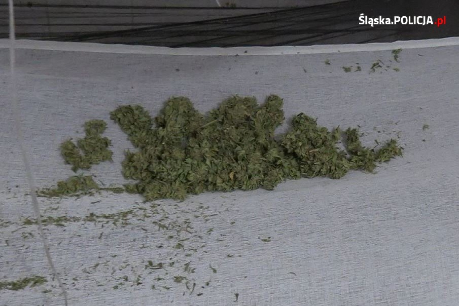 Zdjęcie w galerii na portalu naszraciborz.pl: Narkobiznes w Syryni - plantacja konopi jako pralnia. Trzech raciborzan w areszcie [FOTO] wiadomości z regionu