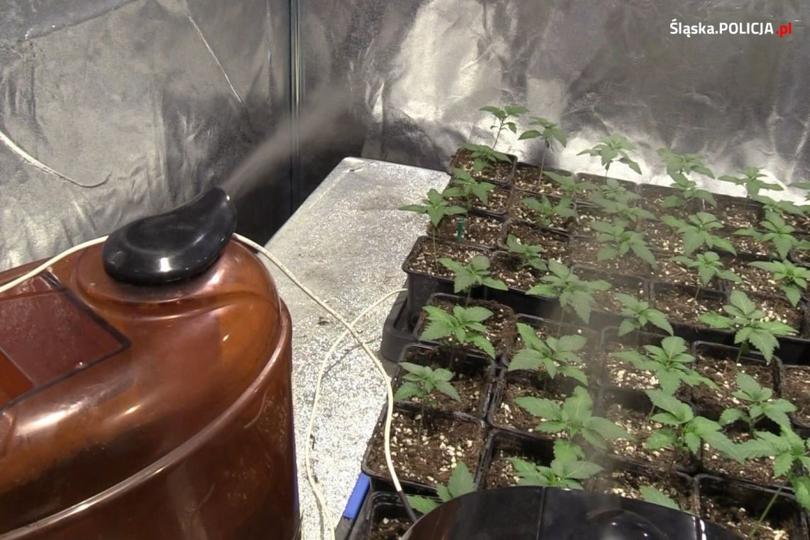 Zdjęcie w galerii na portalu naszraciborz.pl: Narkobiznes w Syryni - plantacja konopi jako pralnia. Trzech raciborzan w areszcie [FOTO] wiadomości z regionu