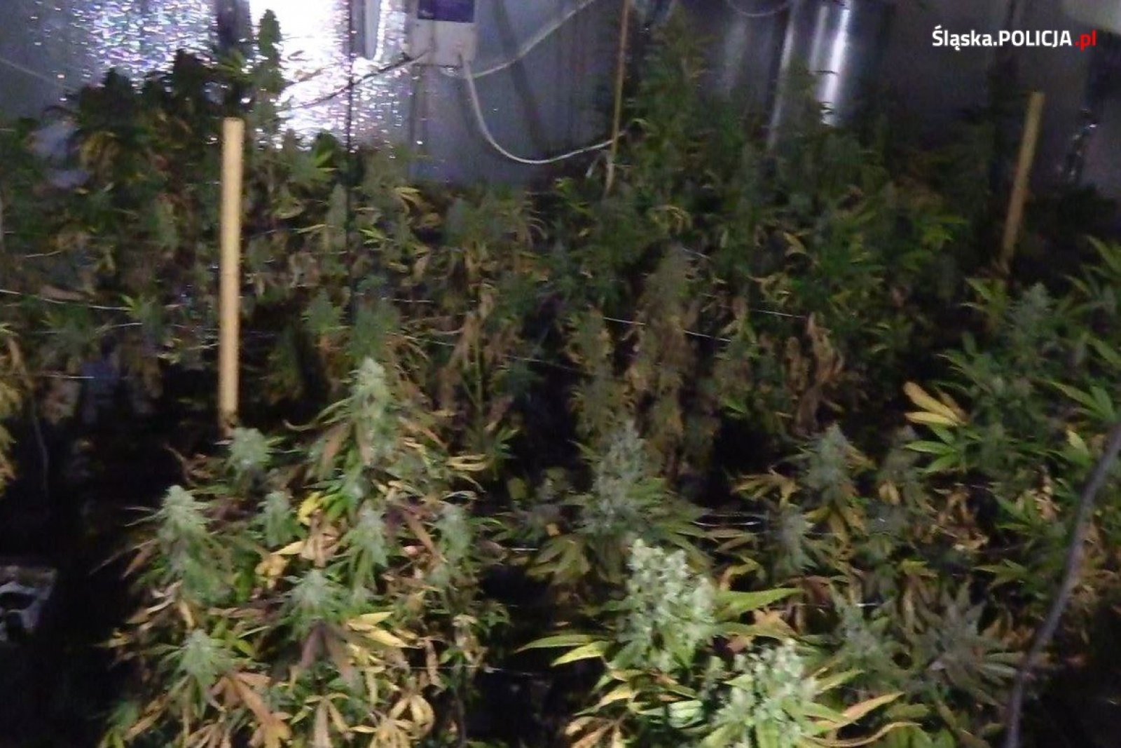 Zdjęcie w galerii na portalu naszraciborz.pl: Narkobiznes w Syryni - plantacja konopi jako pralnia. Trzech raciborzan w areszcie [FOTO] wiadomości z regionu
