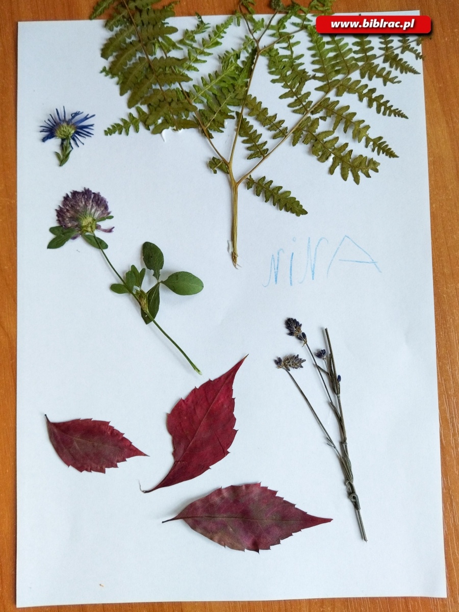 Zdjęcie w galerii na portalu naszraciborz.pl: Obrazki z kwiatów podczas Kulturalnych Ferii z Biblioteką w Markowicach wiadomości z regionu