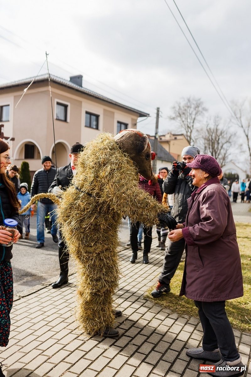 Zdjęcie w galerii na portalu naszraciborz.pl: Zbliżają się samborowickie ostatki [ZAPROSZENIE] wiadomości z regionu