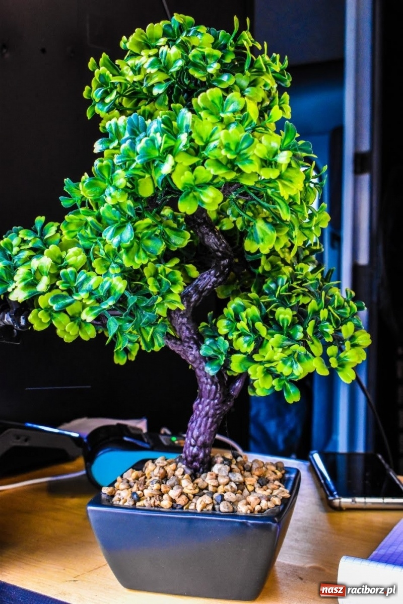 Zdjęcie w galerii na portalu naszraciborz.pl: Kulinarny przednówek w Raciborzu. Food trucki na zamku wiadomości z regionu