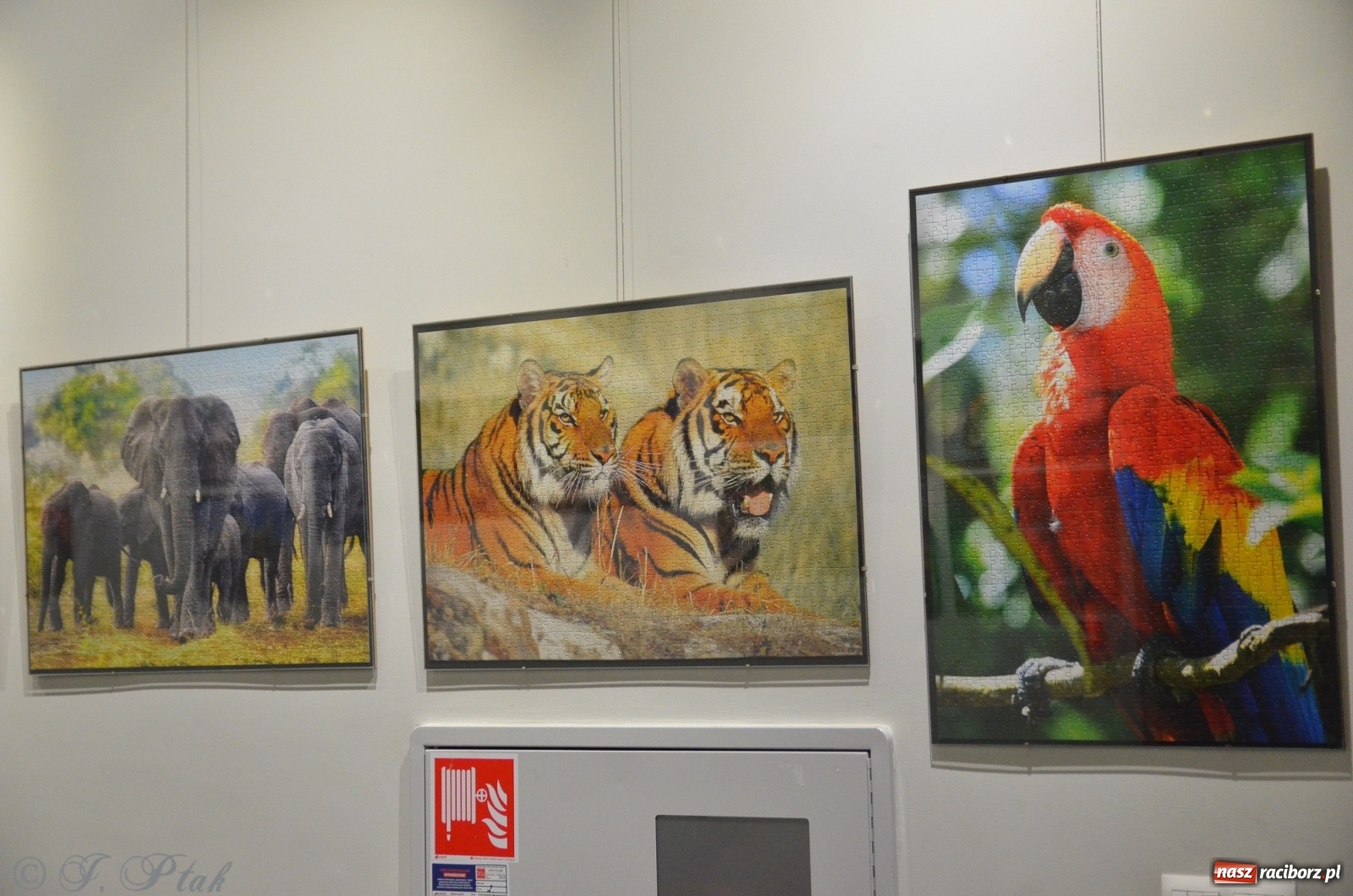 Zdjęcie w galerii na portalu naszraciborz.pl: Magiczny świat puzzli w raciborskiej książnicy wiadomości z regionu