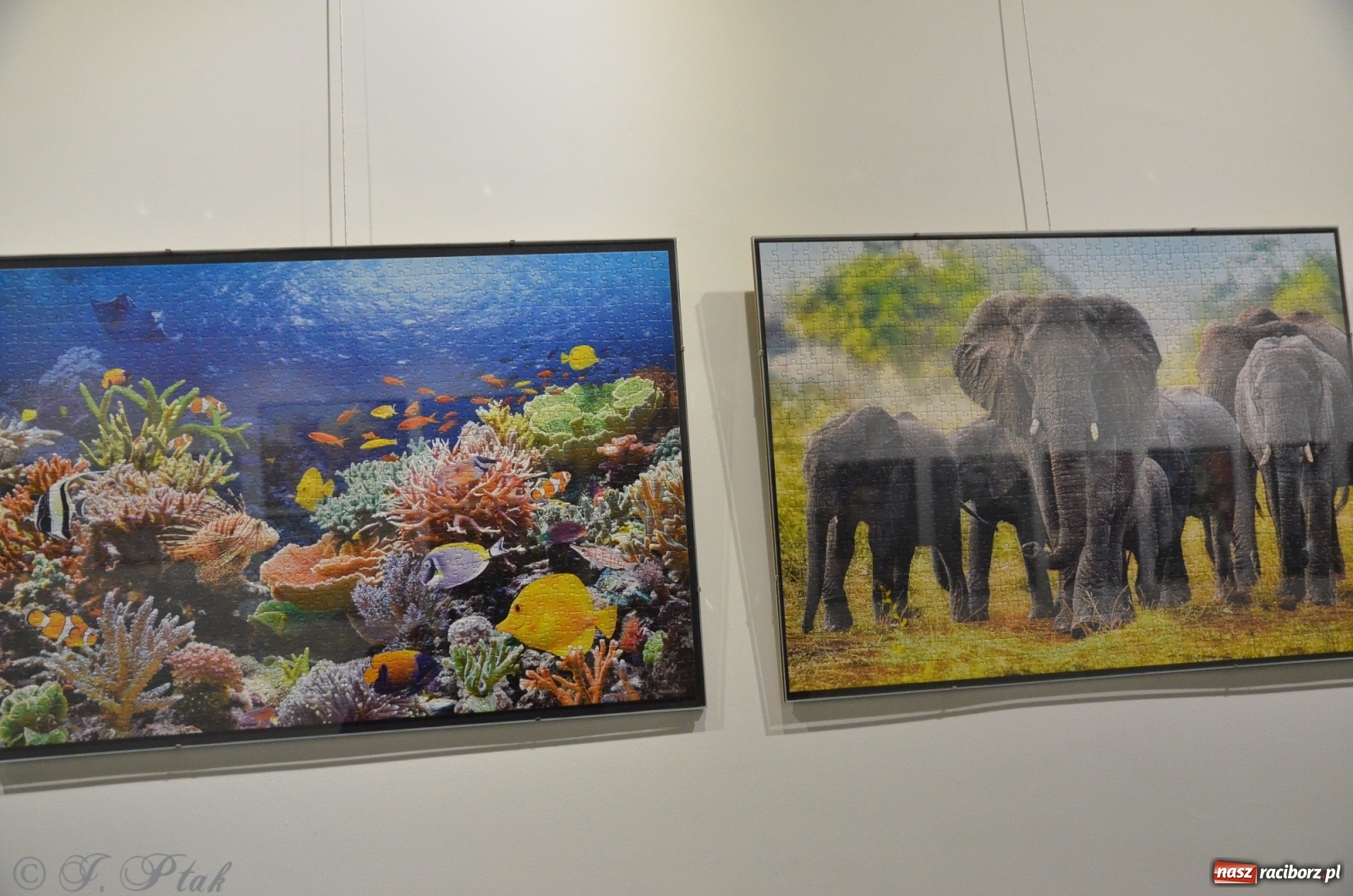 Zdjęcie w galerii na portalu naszraciborz.pl: Magiczny świat puzzli w raciborskiej książnicy wiadomości z regionu