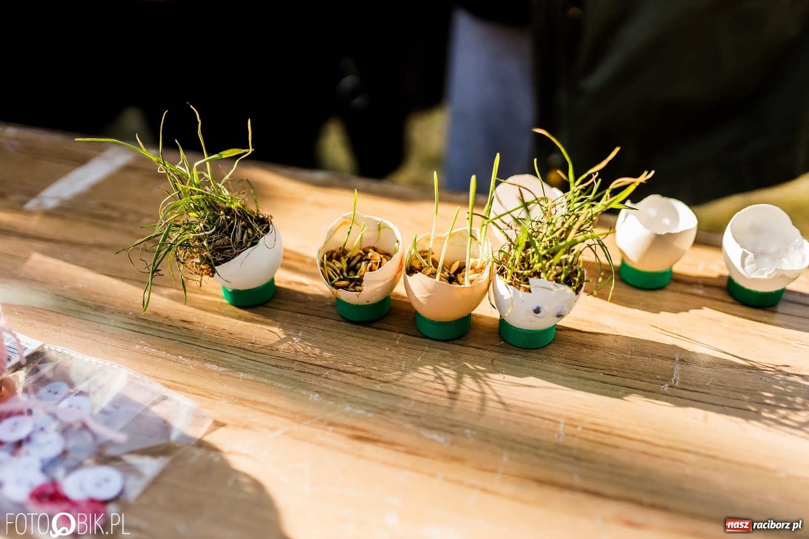 Zdjęcie w galerii na portalu naszraciborz.pl: Powitanie wiosny w Ogródku Jordanowskim [FOTO i WIDEO] wiadomości z regionu