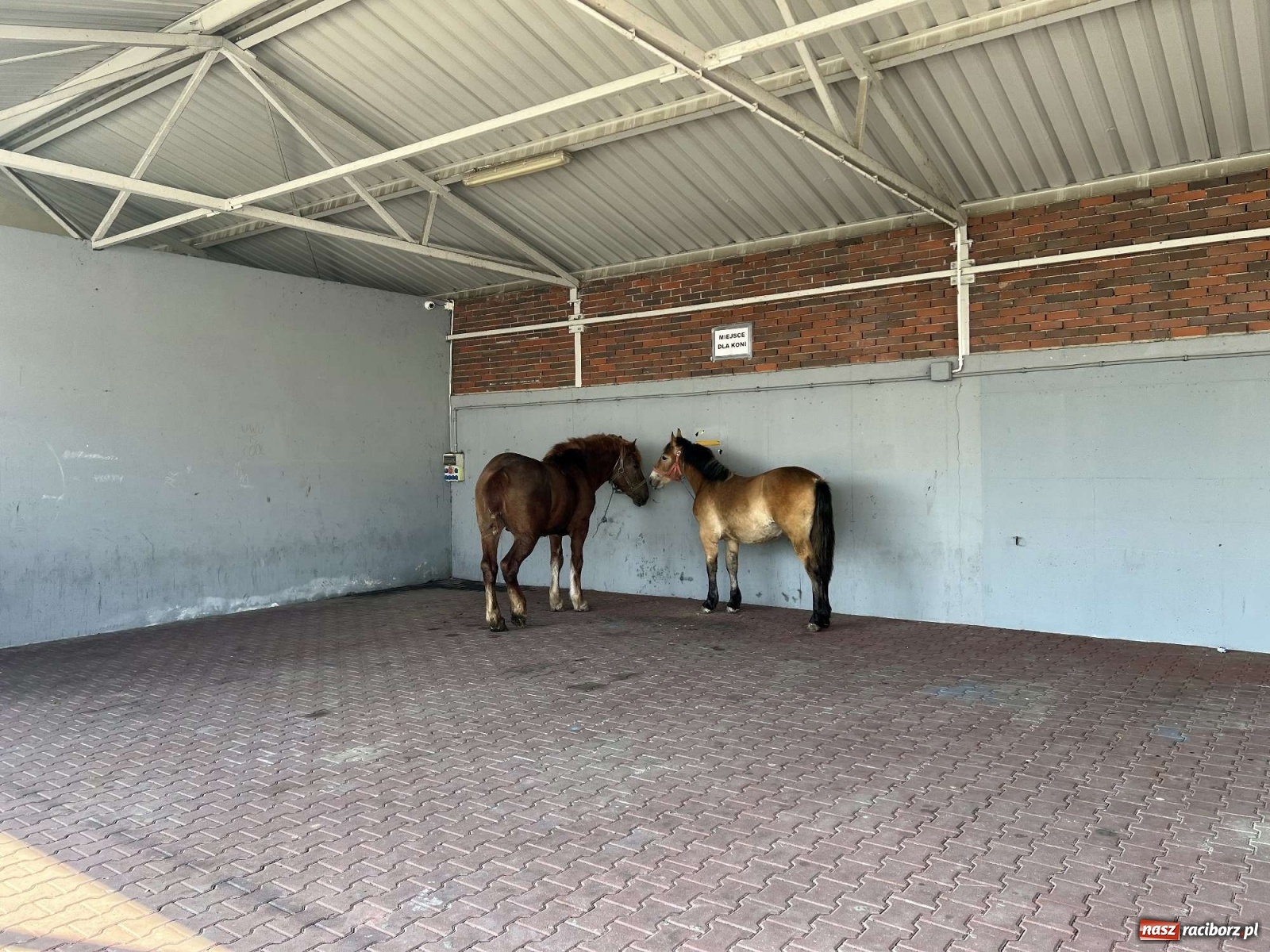 Zdjęcie w galerii na portalu naszraciborz.pl: Wojna w Ukrainie odbiła się na handlu starociami wiadomości z regionu