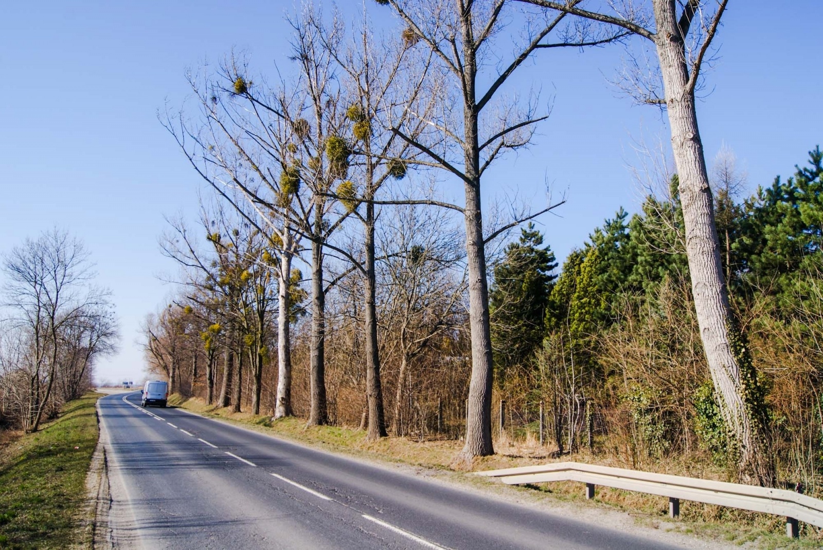 Zdjęcie w galerii na portalu naszraciborz.pl: To drzewo może runąć na drogę. Czytelnik ostrzega, PZD odpowiada wiadomości z regionu