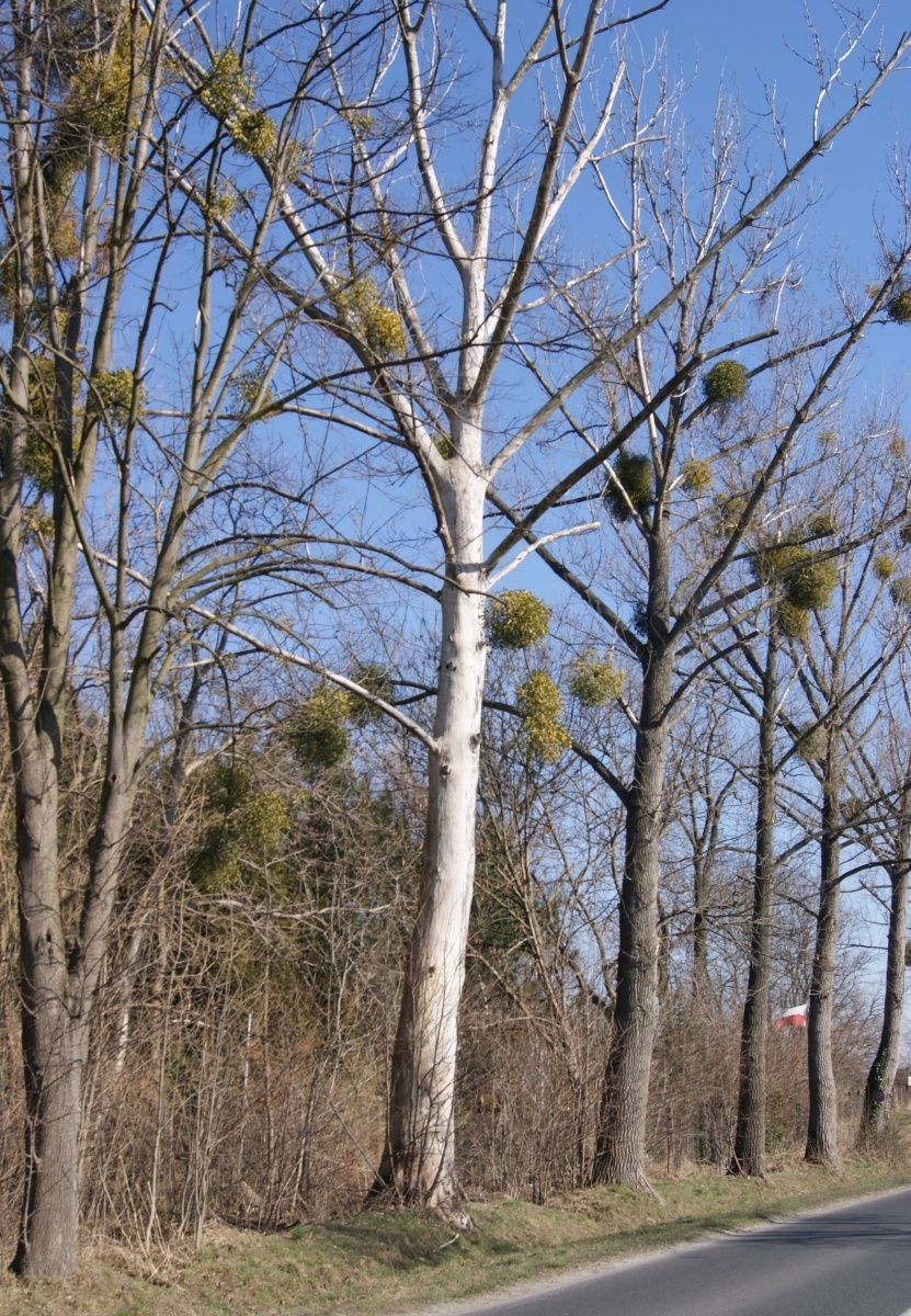 Zdjęcie w galerii na portalu naszraciborz.pl: To drzewo może runąć na drogę. Czytelnik ostrzega, PZD odpowiada wiadomości z regionu
