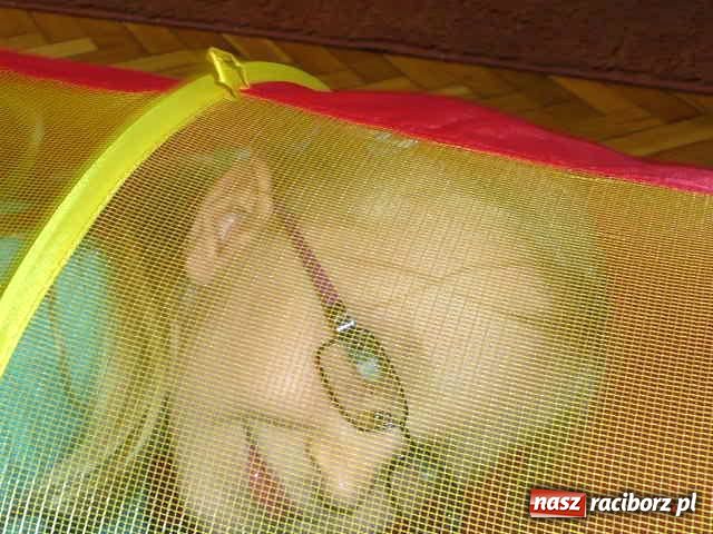 Zdjęcie w galerii na portalu naszraciborz.pl: Aby być świetlikiem, trzeba się wykazać wiadomości z regionu