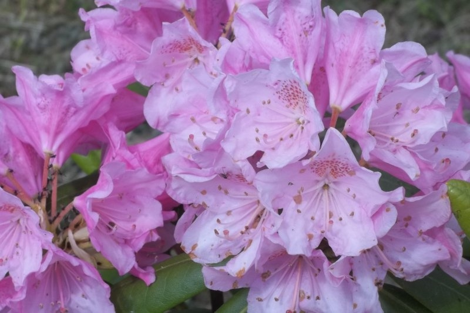 Zdjęcie w galerii na portalu naszraciborz.pl: Stwórz raciborski szlak azalii i różaneczników wiadomości z regionu