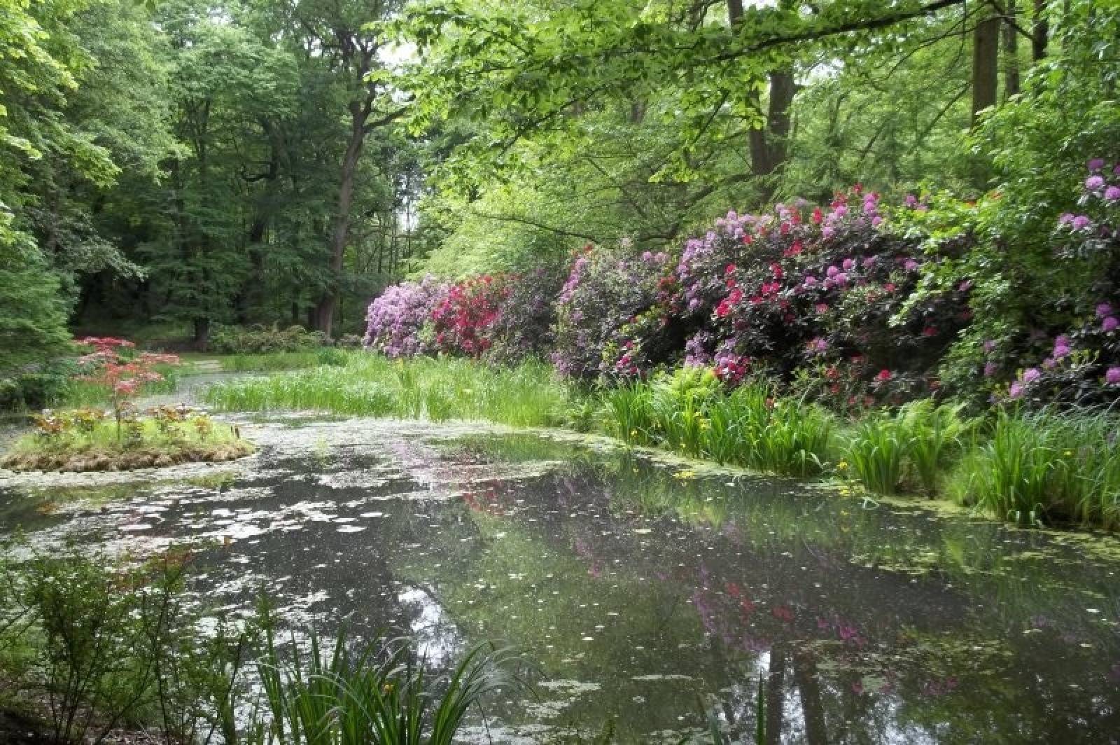 Zdjęcie w galerii na portalu naszraciborz.pl: Stwórz raciborski szlak azalii i różaneczników wiadomości z regionu