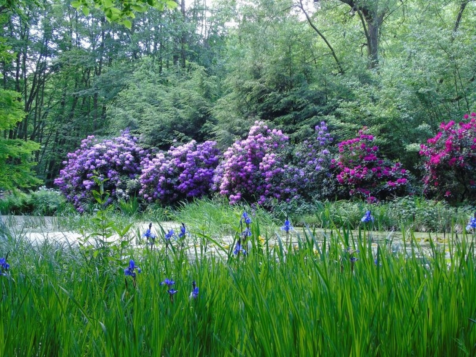 Zdjęcie w galerii na portalu naszraciborz.pl: Stwórz raciborski szlak azalii i różaneczników wiadomości z regionu