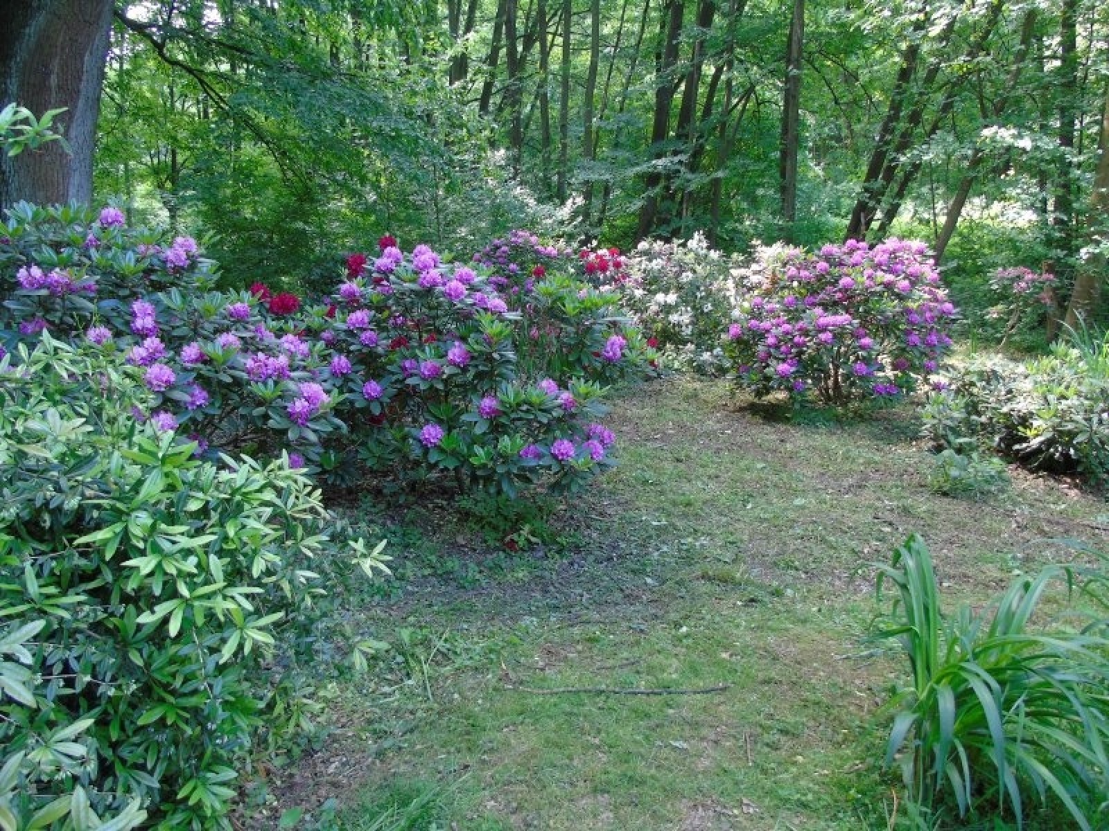 Zdjęcie w galerii na portalu naszraciborz.pl: Stwórz raciborski szlak azalii i różaneczników wiadomości z regionu