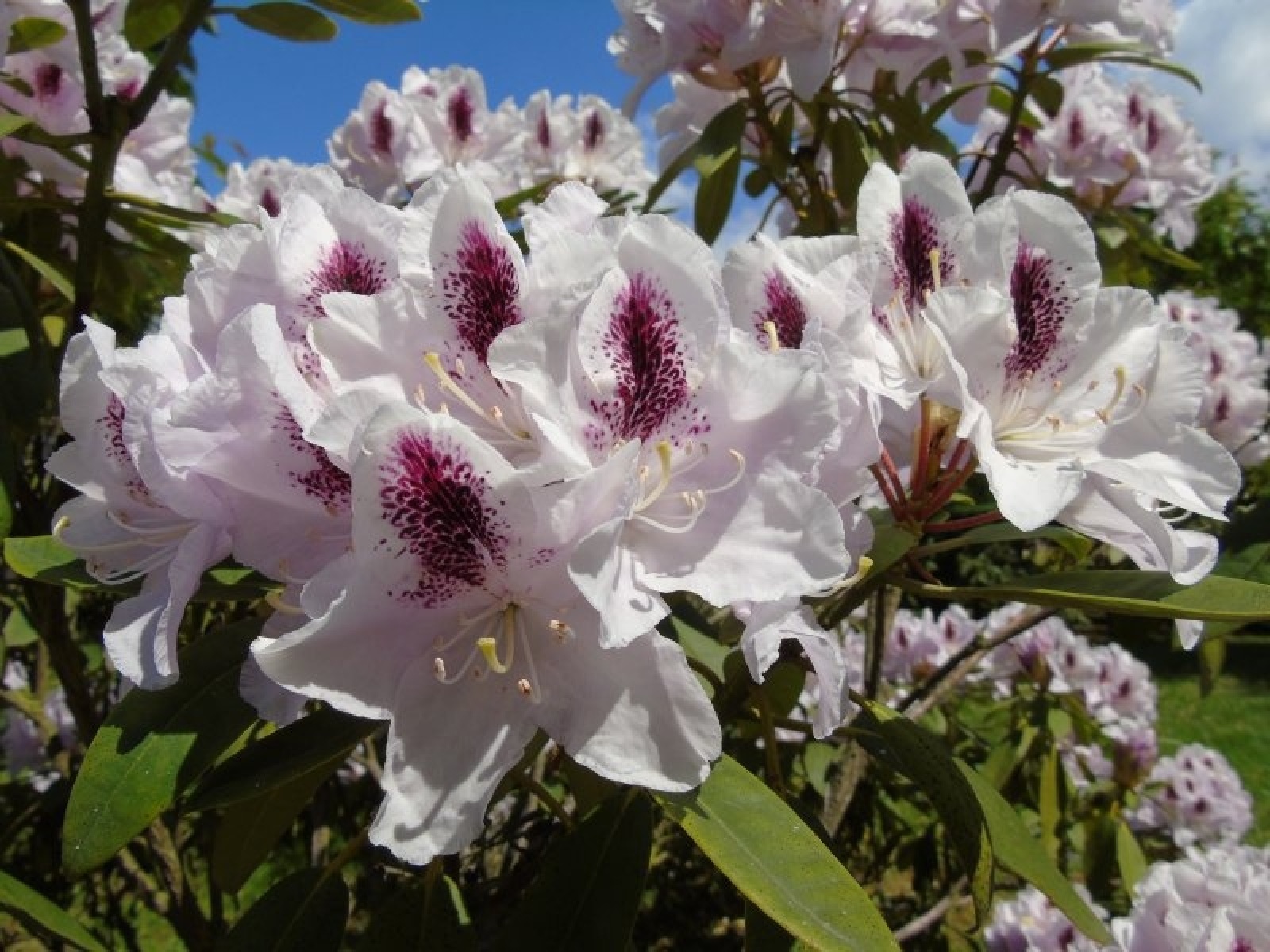 Zdjęcie w galerii na portalu naszraciborz.pl: Stwórz raciborski szlak azalii i różaneczników wiadomości z regionu