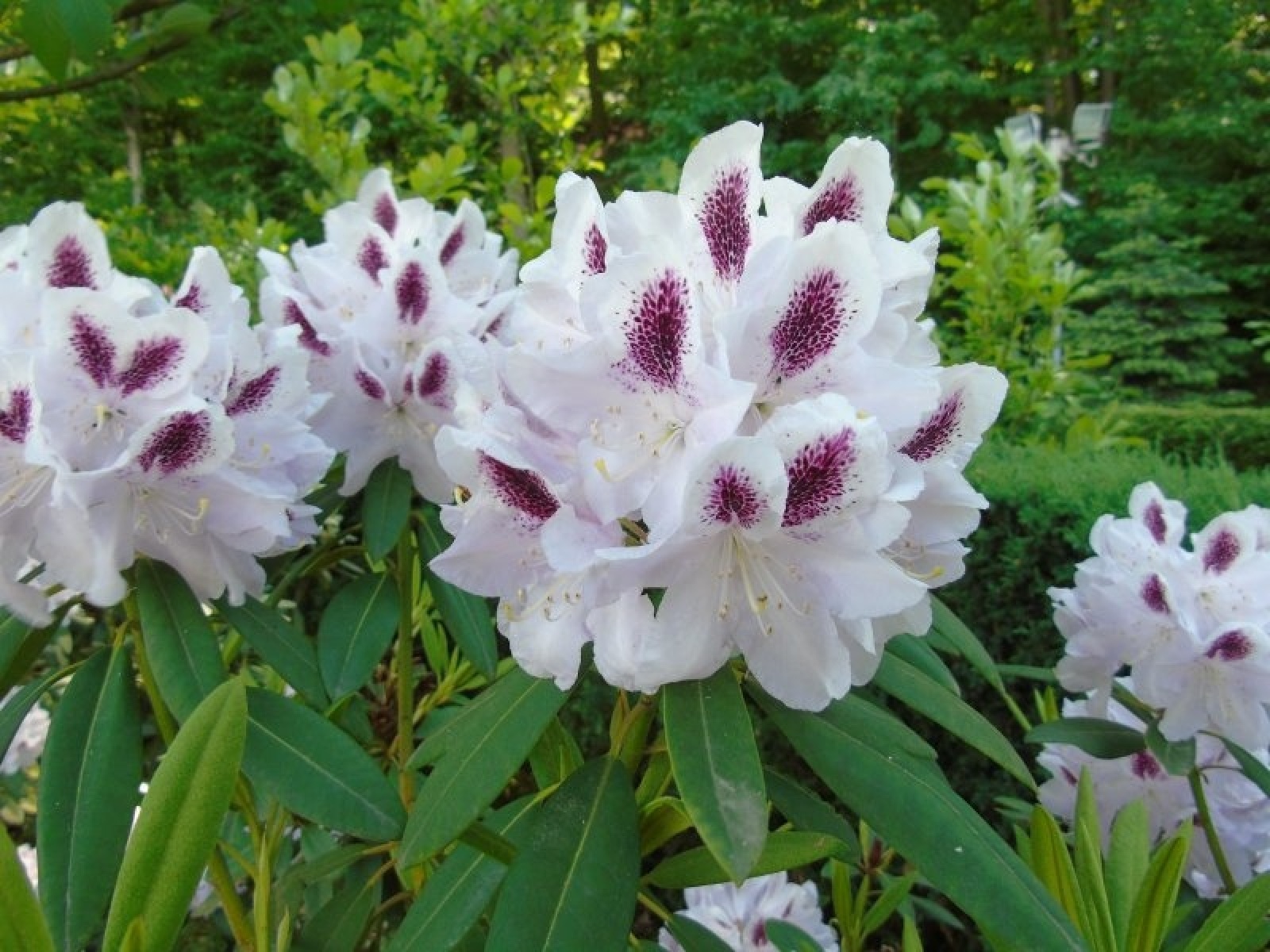 Zdjęcie w galerii na portalu naszraciborz.pl: Stwórz raciborski szlak azalii i różaneczników wiadomości z regionu