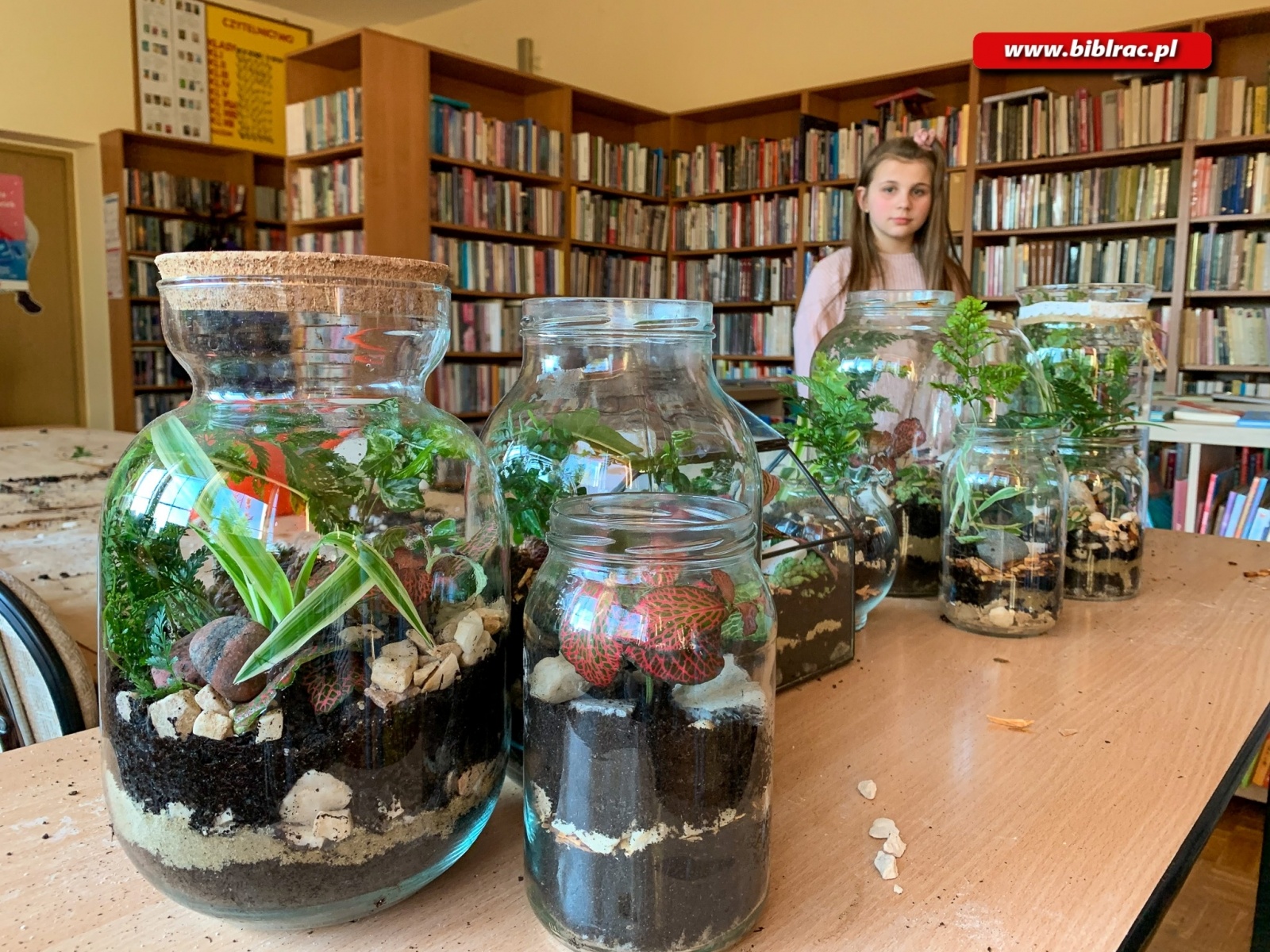 Zdjęcie w galerii na portalu naszraciborz.pl: Na Ocicach zasadzili las w słoikach wiadomości z regionu