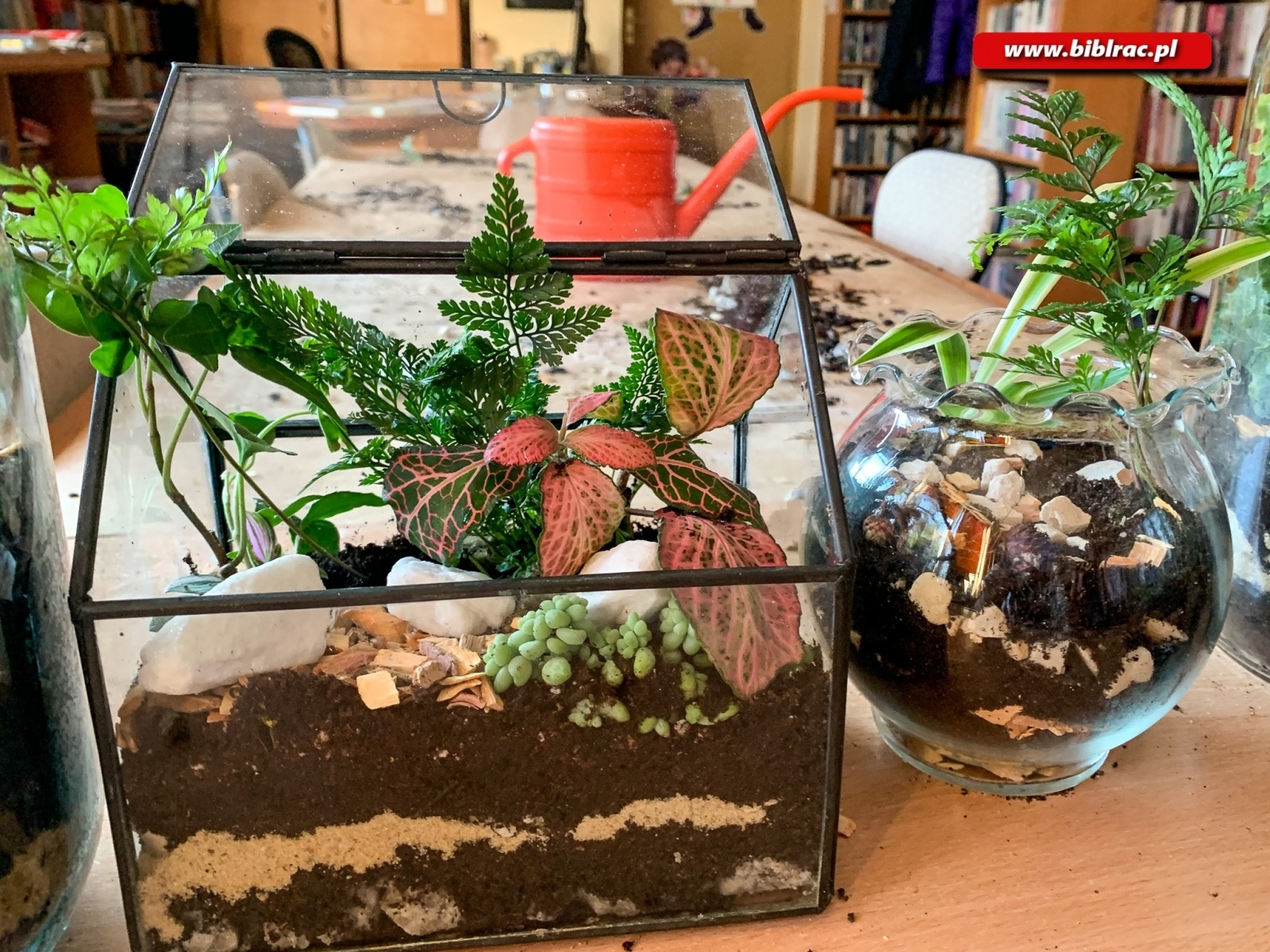 Zdjęcie w galerii na portalu naszraciborz.pl: Na Ocicach zasadzili las w słoikach wiadomości z regionu