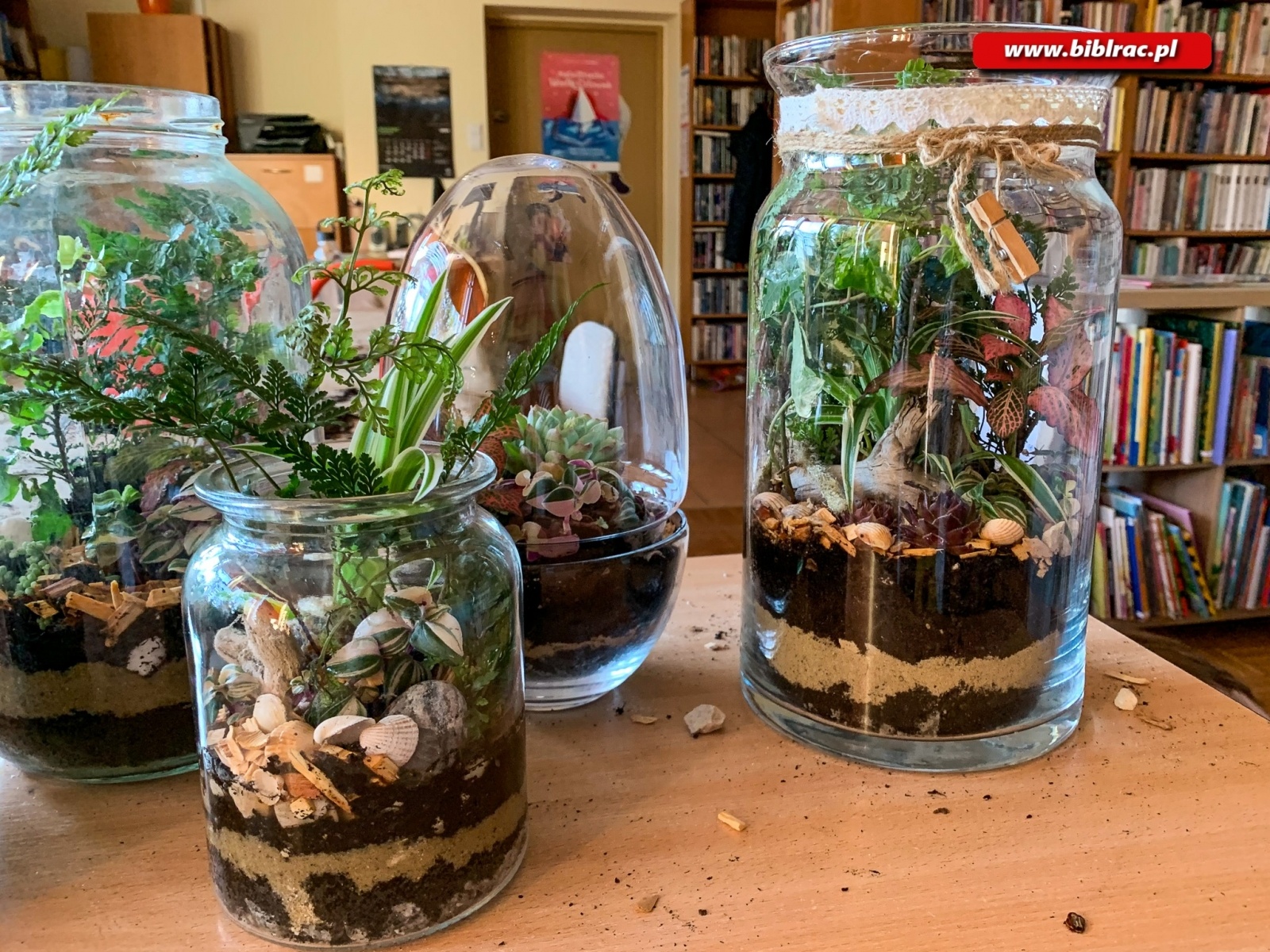 Zdjęcie w galerii na portalu naszraciborz.pl: Na Ocicach zasadzili las w słoikach wiadomości z regionu