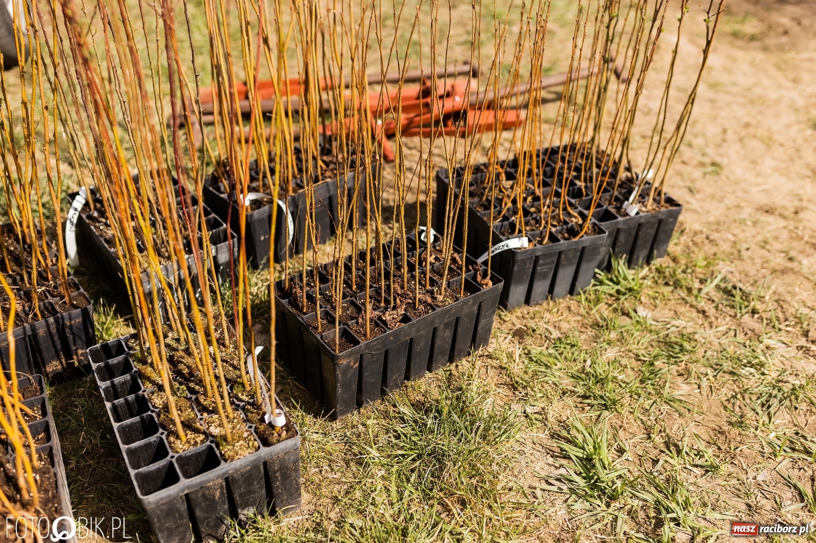 Zdjęcie w galerii na portalu naszraciborz.pl: Oaza zamiast wysypiska. Wiosenne sadzenie drzewek w Krowiarkach [FOTO i WIDEO] wiadomości z regionu