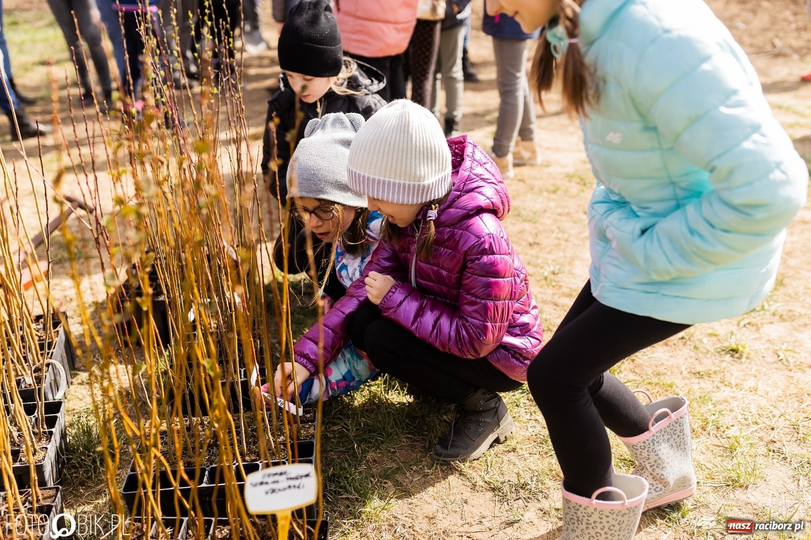 Zdjęcie w galerii na portalu naszraciborz.pl: Oaza zamiast wysypiska. Wiosenne sadzenie drzewek w Krowiarkach [FOTO i WIDEO] wiadomości z regionu