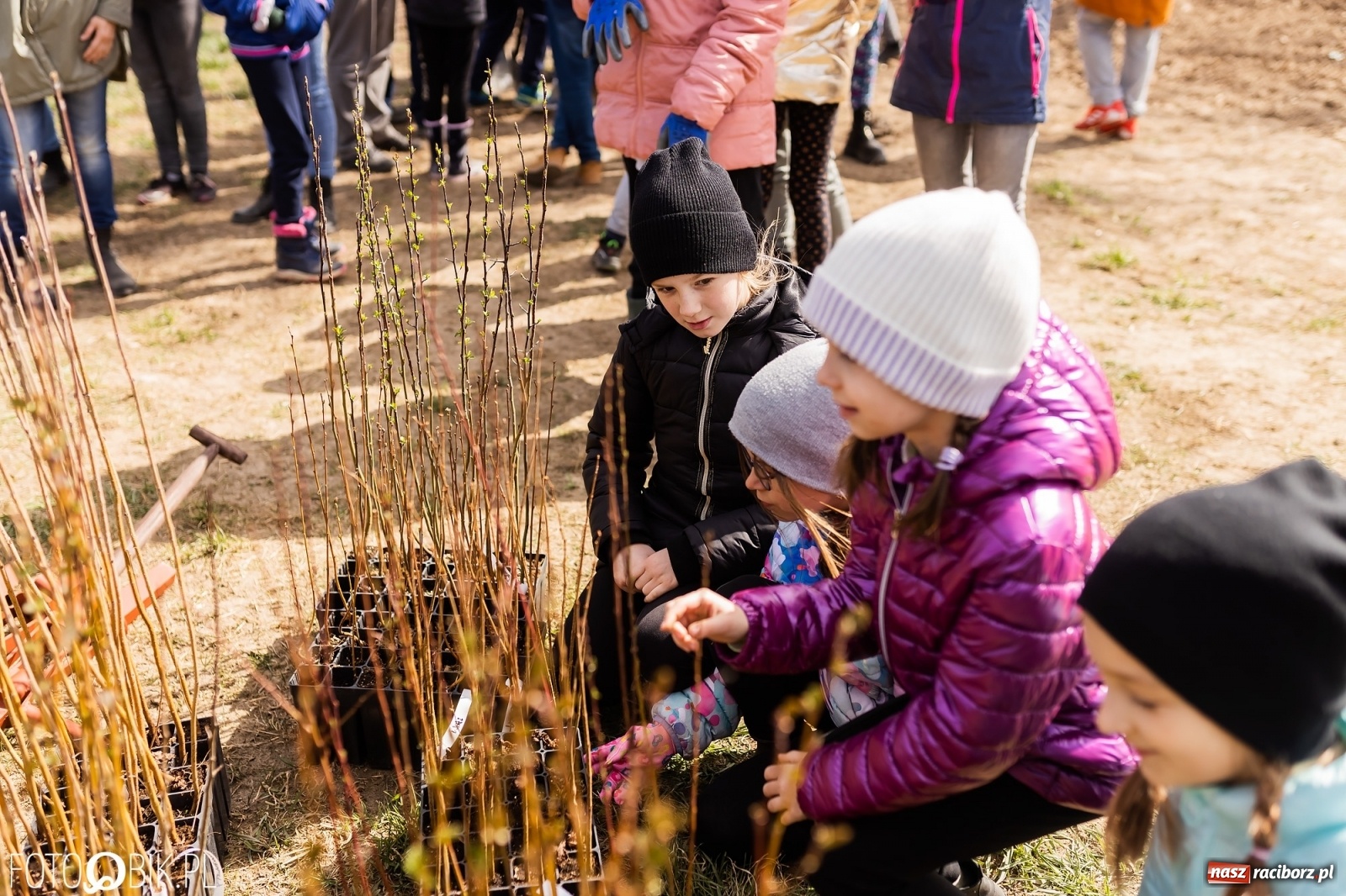 Zdjęcie w galerii na portalu naszraciborz.pl: Oaza zamiast wysypiska. Wiosenne sadzenie drzewek w Krowiarkach [FOTO i WIDEO] wiadomości z regionu