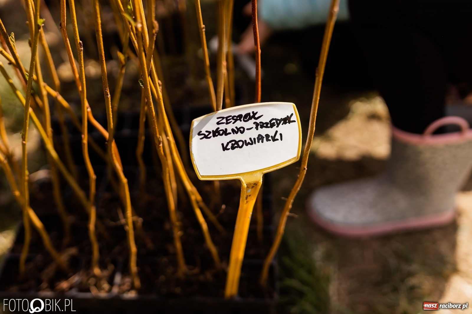 Zdjęcie w galerii na portalu naszraciborz.pl: Oaza zamiast wysypiska. Wiosenne sadzenie drzewek w Krowiarkach [FOTO i WIDEO] wiadomości z regionu