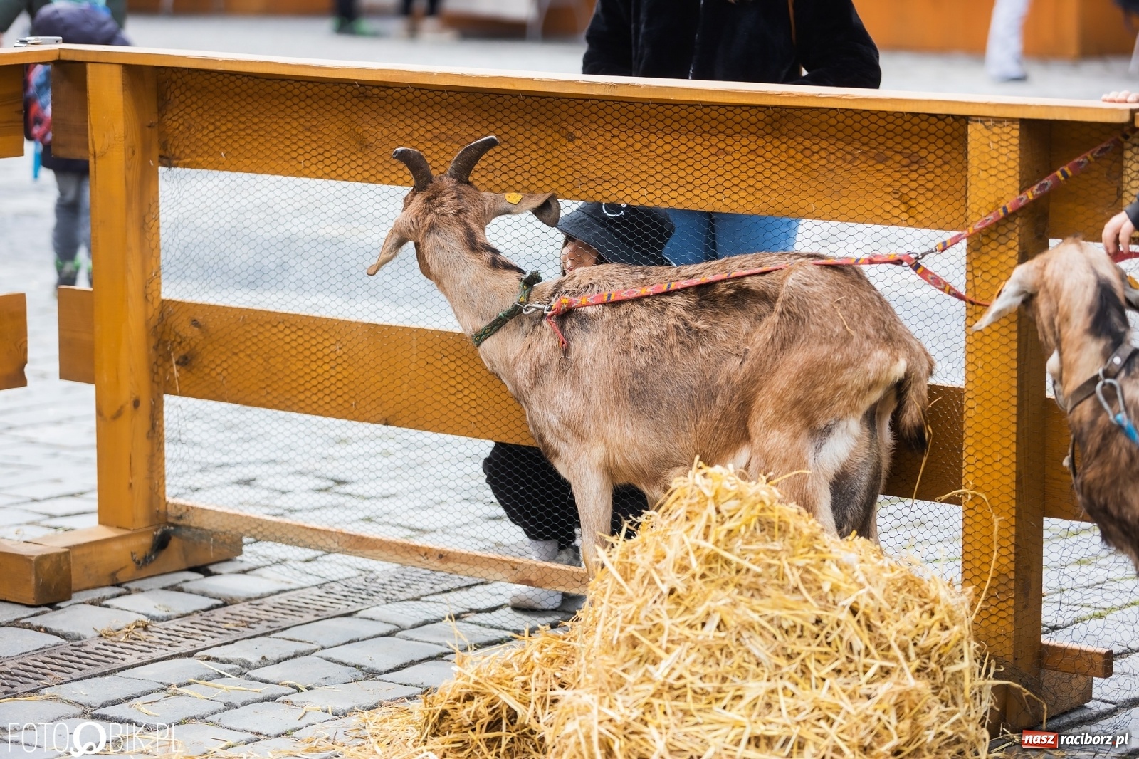 Zdjęcie w galerii na portalu naszraciborz.pl: Sobota na raciborskim jarmarku wielkanocnym [FOTO i WIDEO] wiadomości z regionu