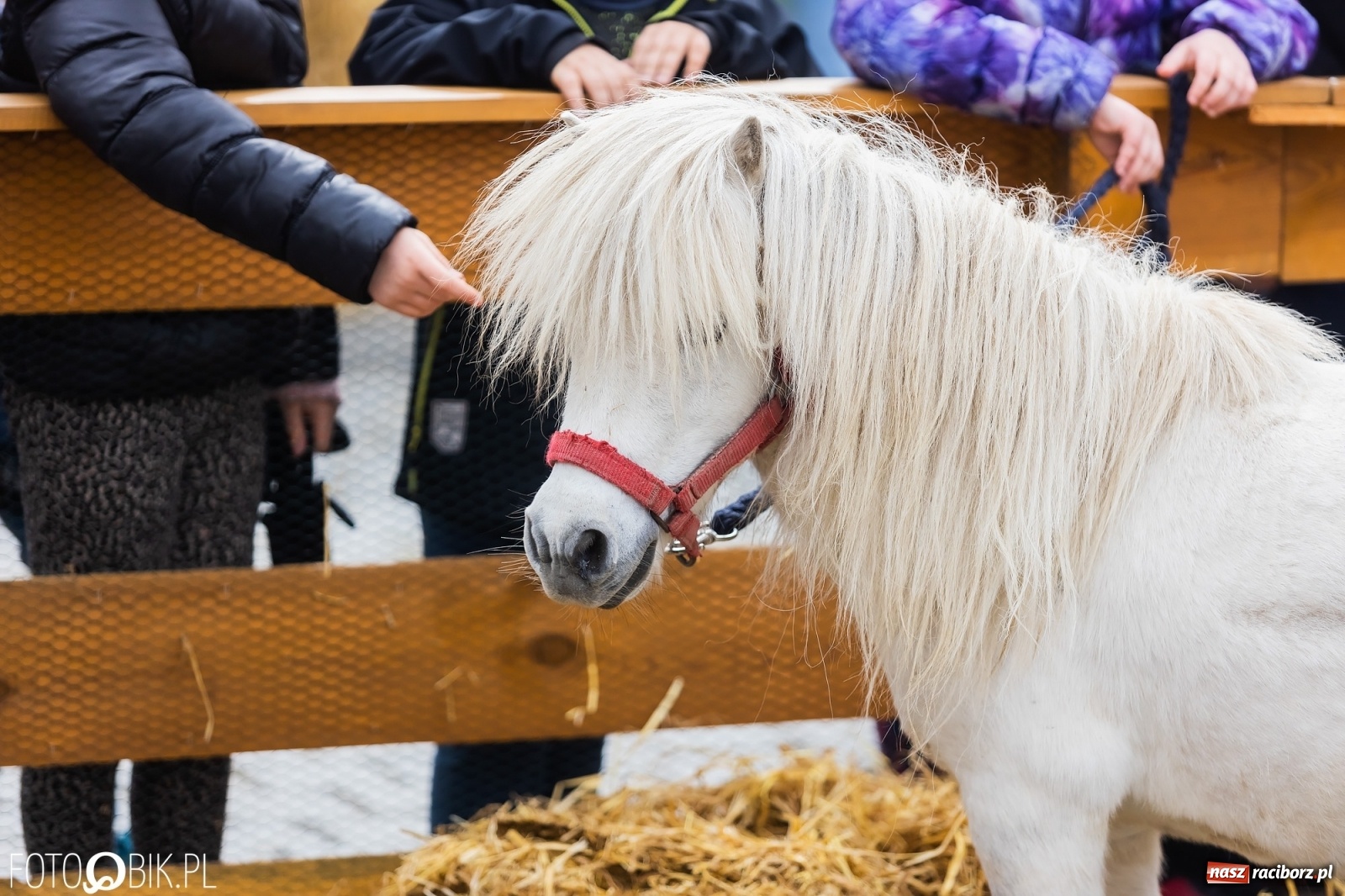 Zdjęcie w galerii na portalu naszraciborz.pl: Sobota na raciborskim jarmarku wielkanocnym [FOTO i WIDEO] wiadomości z regionu