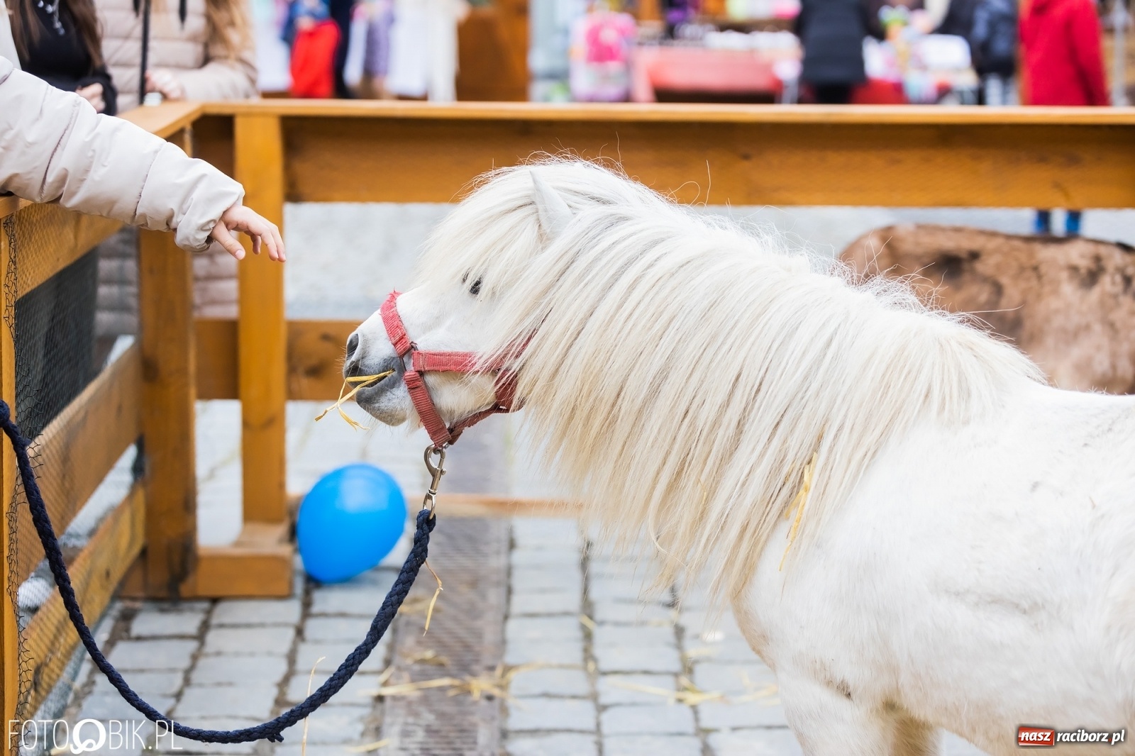 Zdjęcie w galerii na portalu naszraciborz.pl: Sobota na raciborskim jarmarku wielkanocnym [FOTO i WIDEO] wiadomości z regionu