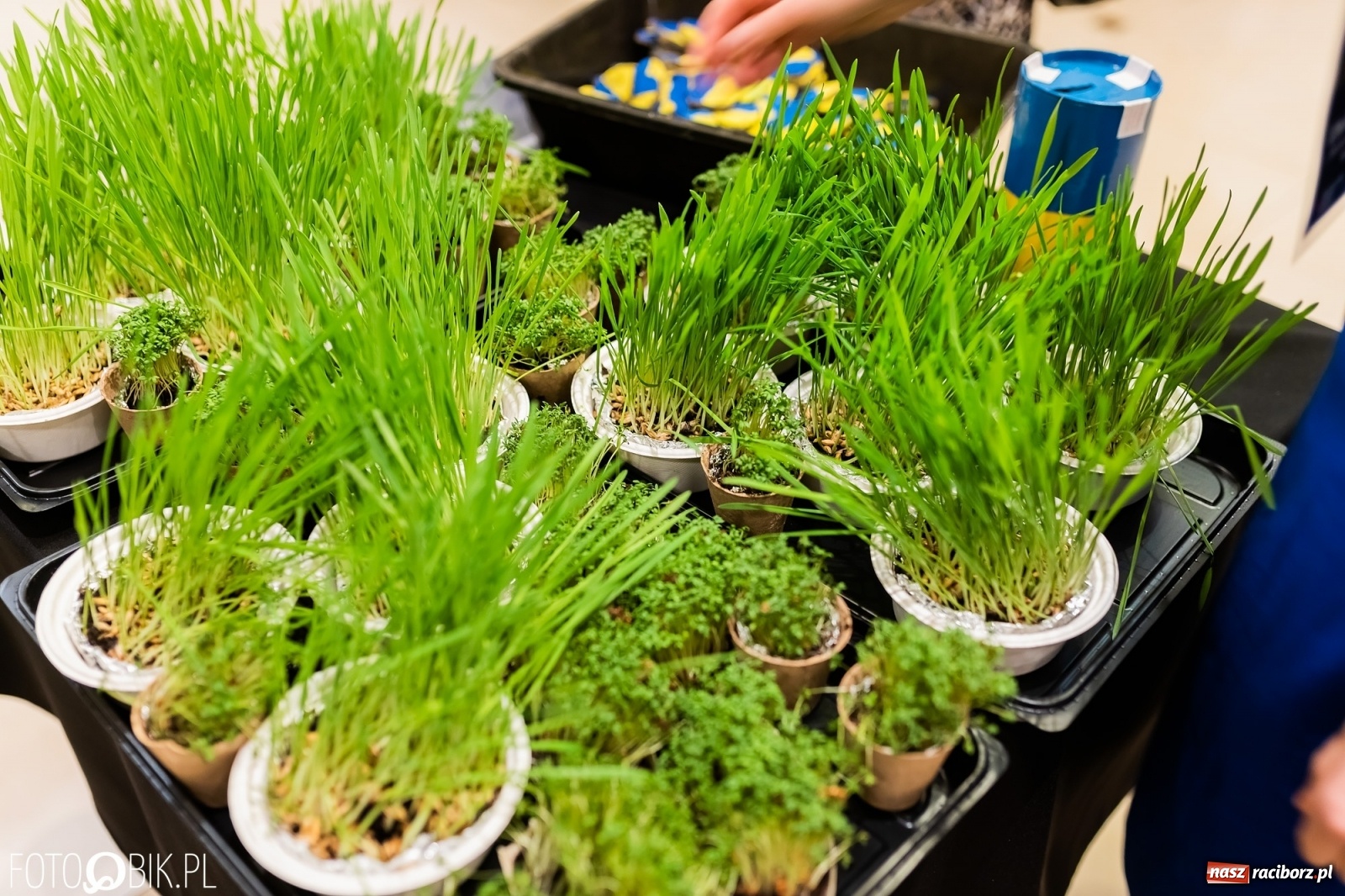 Zdjęcie w galerii na portalu naszraciborz.pl: Koncert dla Ukrainy w Raciborskim Centrum Kultury wiadomości z regionu