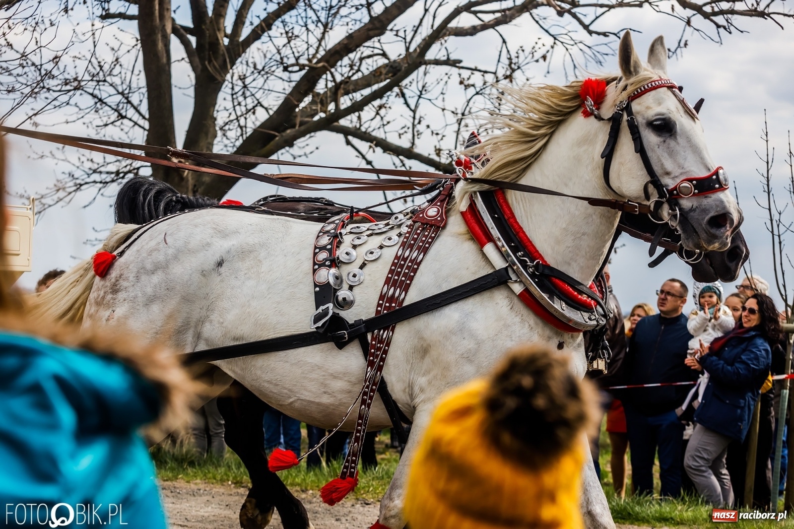 Zdjęcie w galerii na portalu naszraciborz.pl: Sudolskie ściganie na koniec rajtowania. Doszło do upadku [FOTO i WIDEO] wiadomości z regionu
