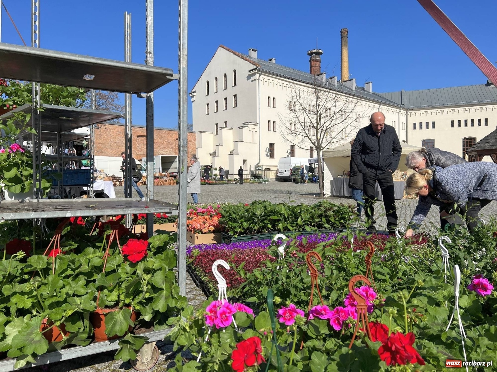 Zdjęcie w galerii na portalu naszraciborz.pl: Wiosenny jarmark kwiatów na zamkowym dziedzińcu [SPACER WIDEO] wiadomości z regionu