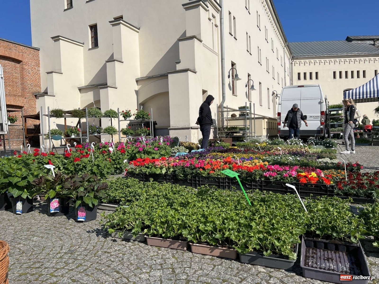 Zdjęcie w galerii na portalu naszraciborz.pl: Wiosenny jarmark kwiatów na zamkowym dziedzińcu [SPACER WIDEO] wiadomości z regionu