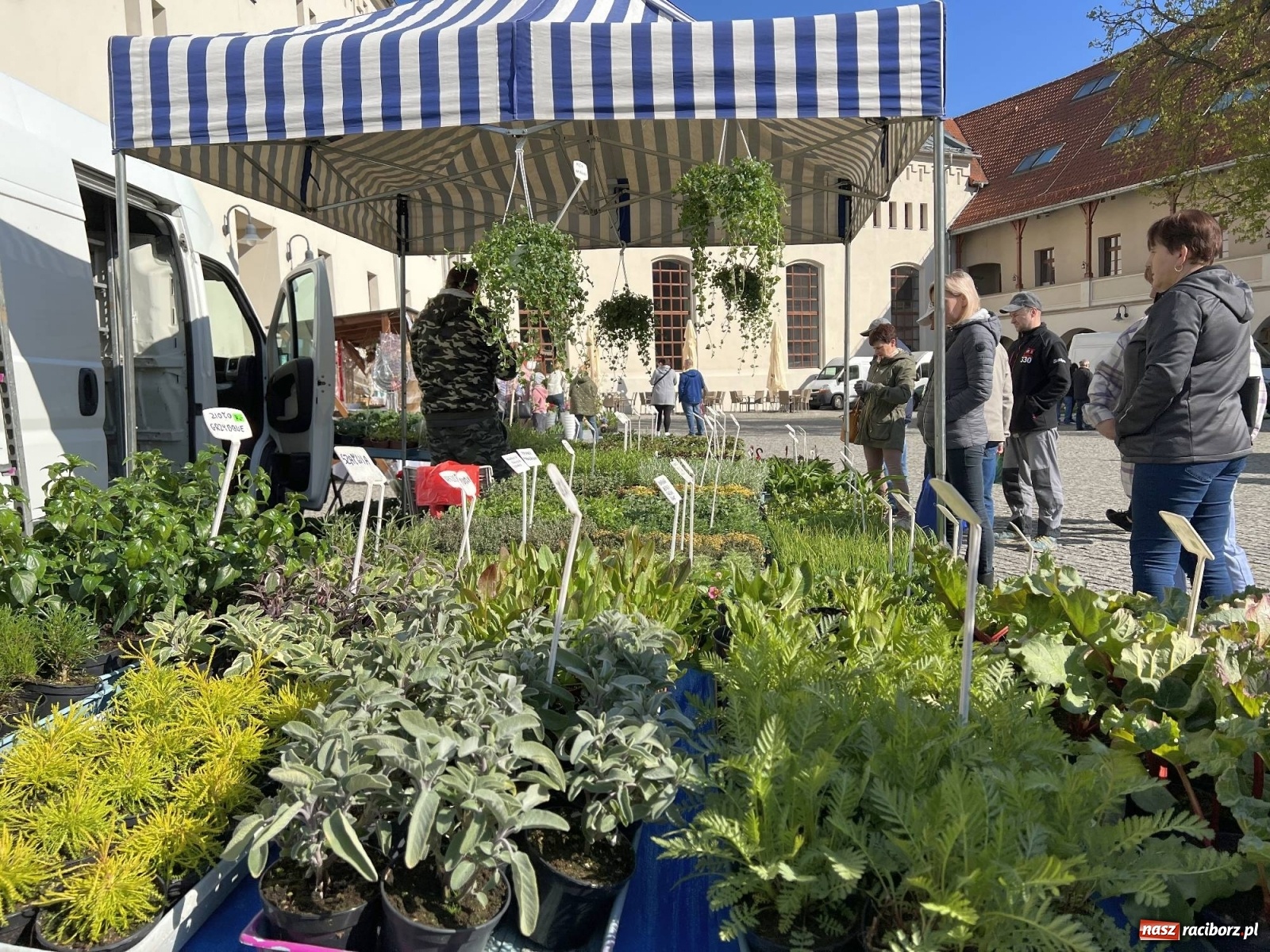 Zdjęcie w galerii na portalu naszraciborz.pl: Wiosenny jarmark kwiatów na zamkowym dziedzińcu [SPACER WIDEO] wiadomości z regionu